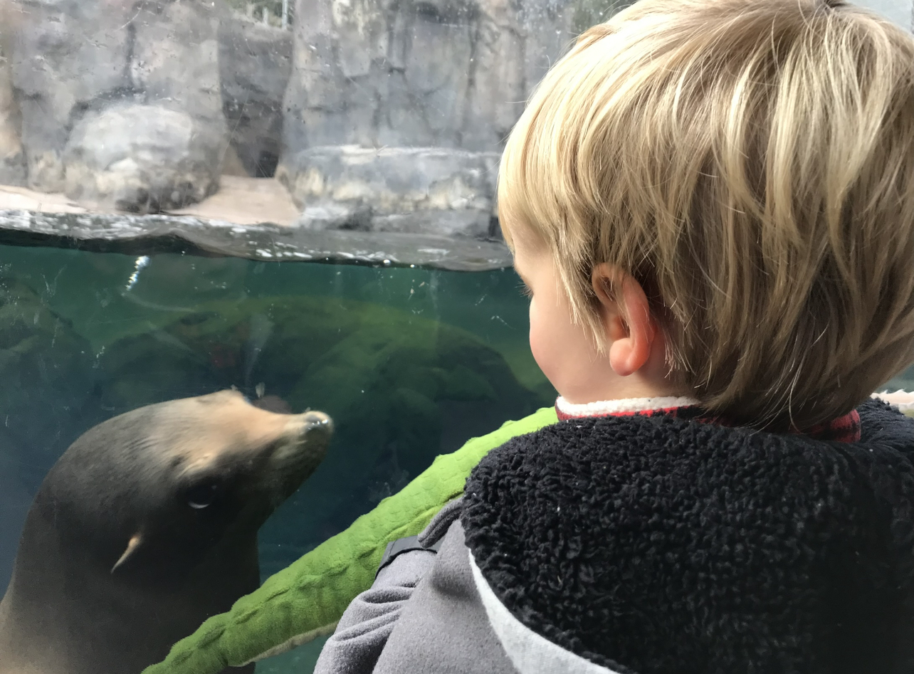Using Empathy for Animals to Engage Young Children in Early Engineering Education - Vimarsana News