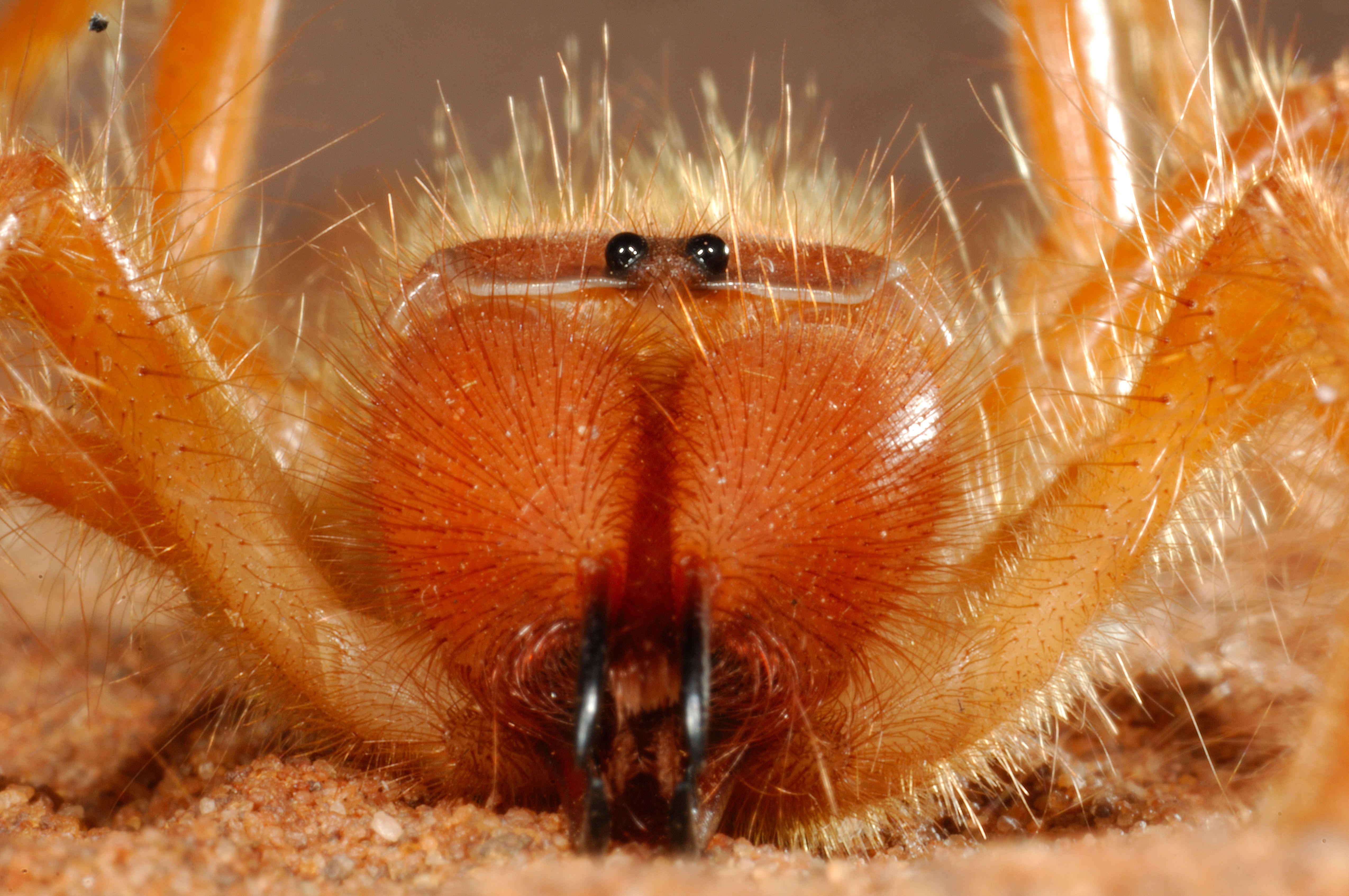 Фаланга насекомое фото и описание