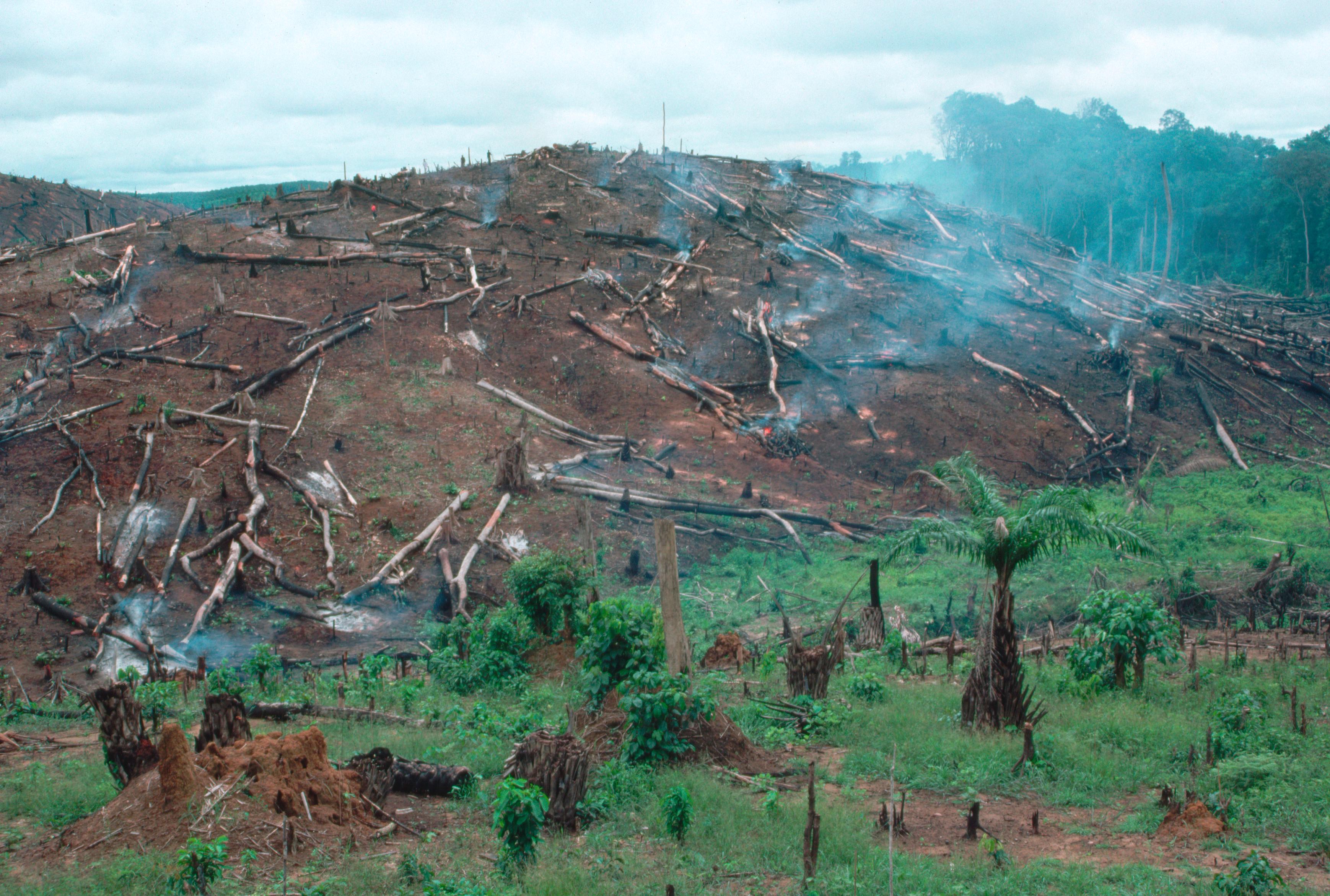 Обезлесивание. Долина Мехико обезлесение. Обезлесение Гаити. Обезлесение на Мадагаскаре. Разрушение лесов.
