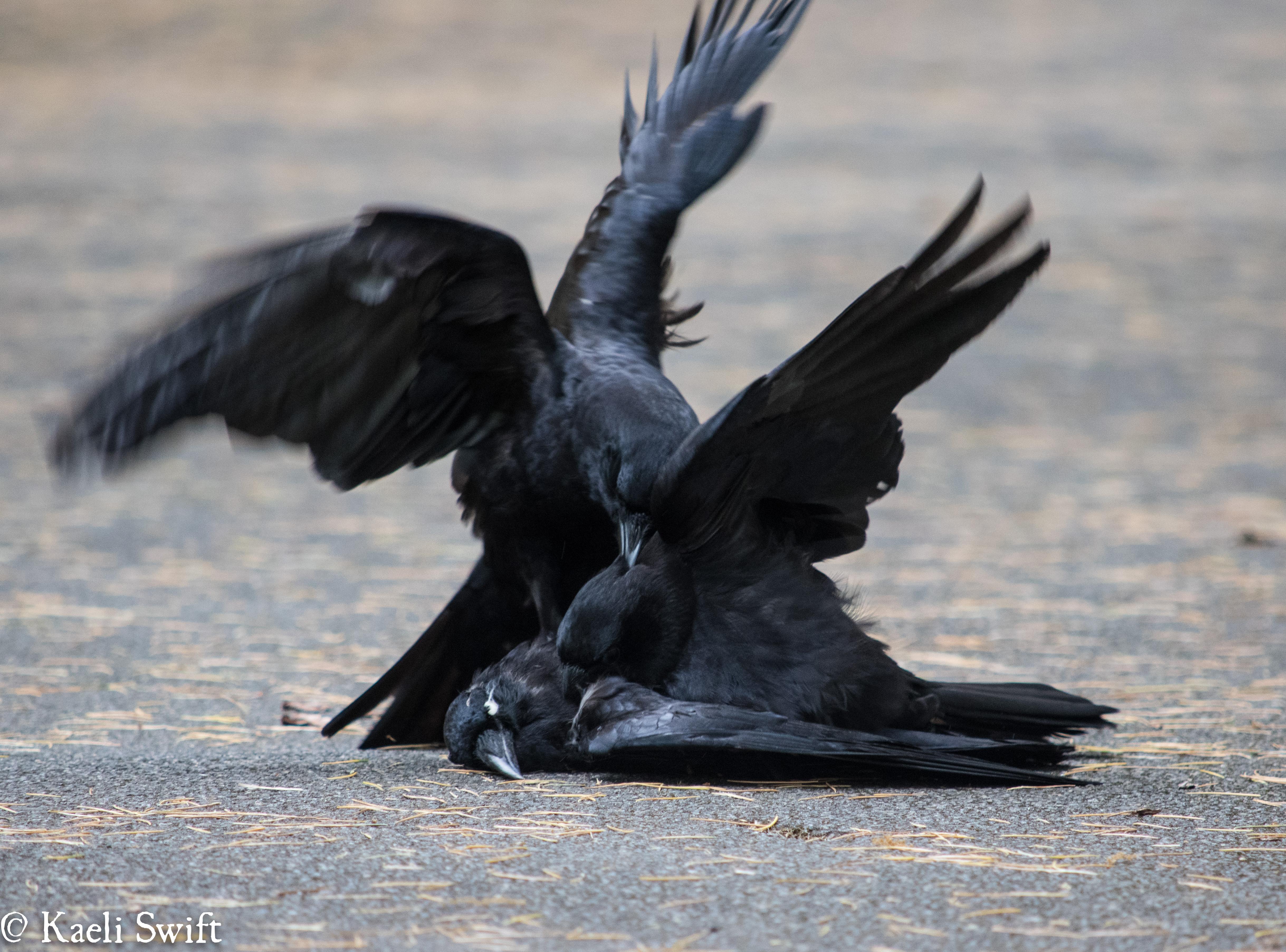 Black Crow Sex Videos