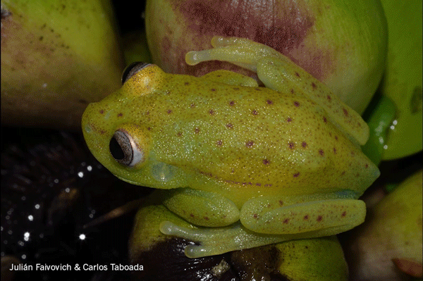 Researchers Find the First Naturally Fluorescent Frog Species