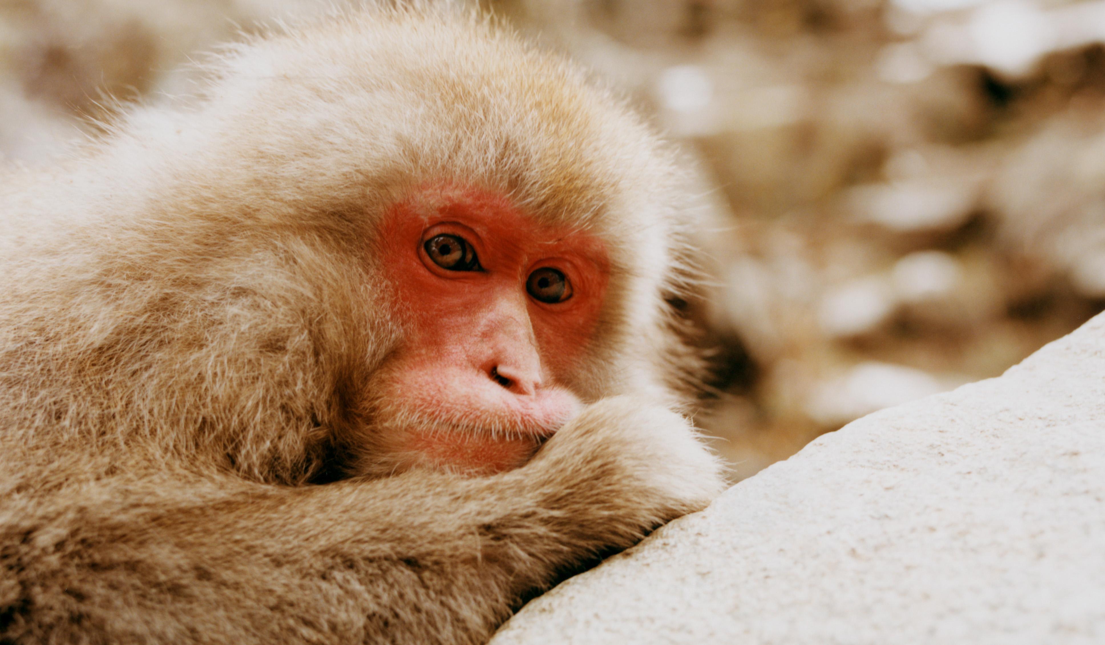 What Japan's Wild Snow Monkeys Can Teach Us About Animal Culture | Science  | Smithsonian Magazine