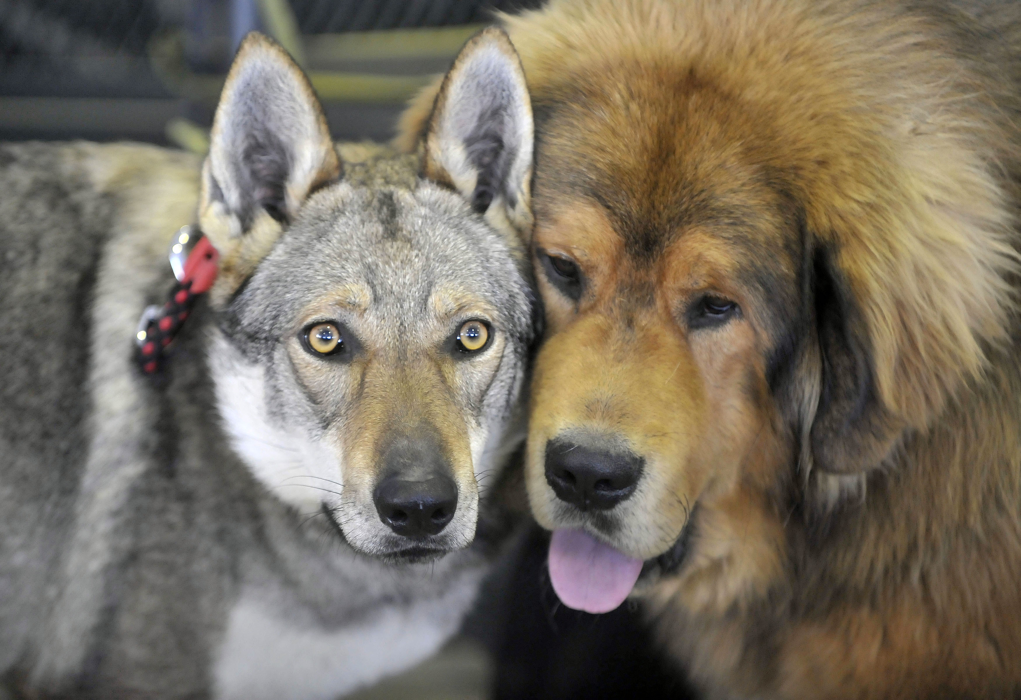 Фото волка и собаки в сравнении