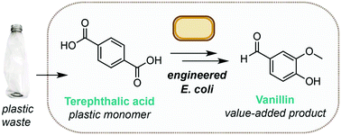 An image showing the chemical conversion of terephthalic acid into vanillin using engineered E.coli