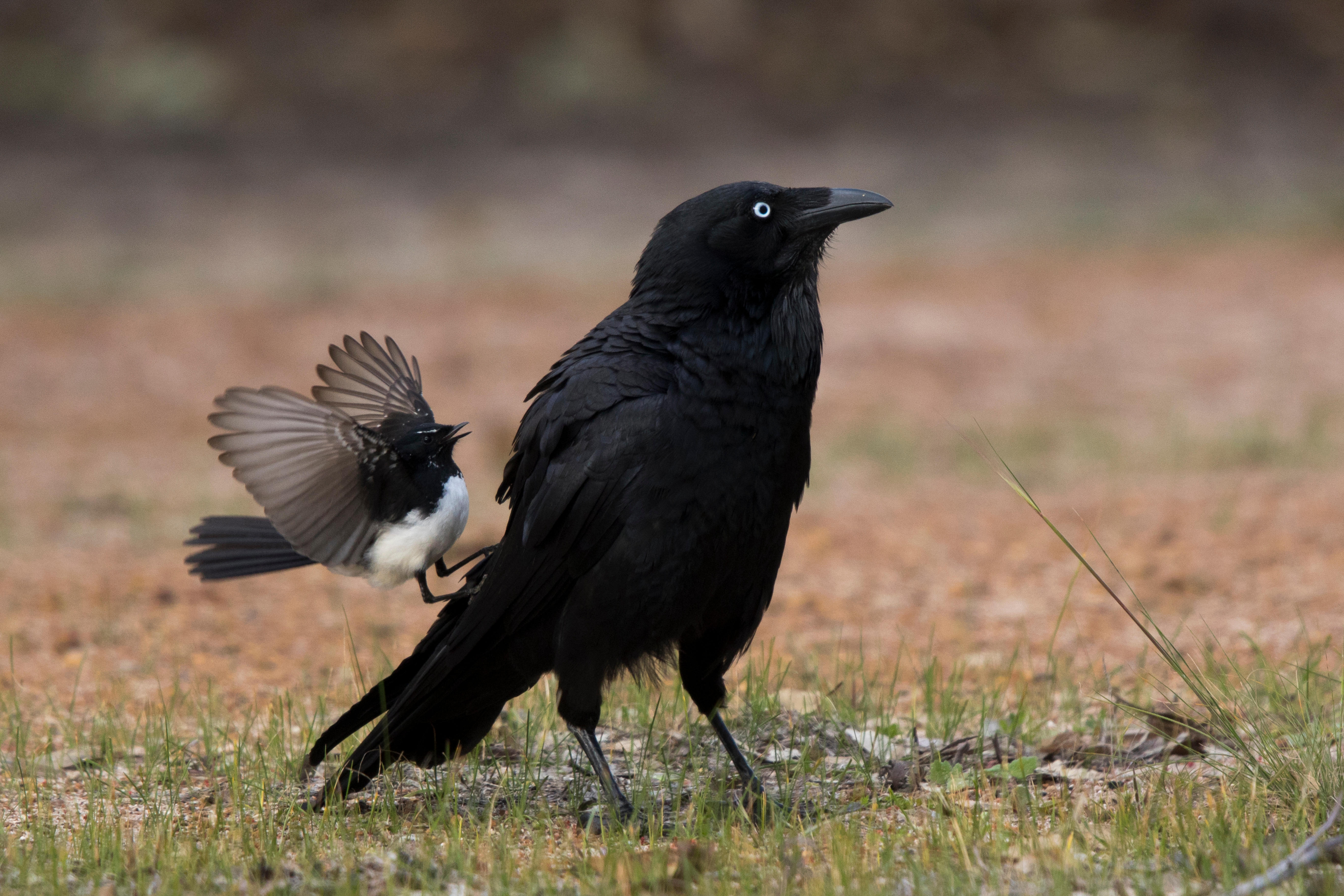 Ворона самец и самка