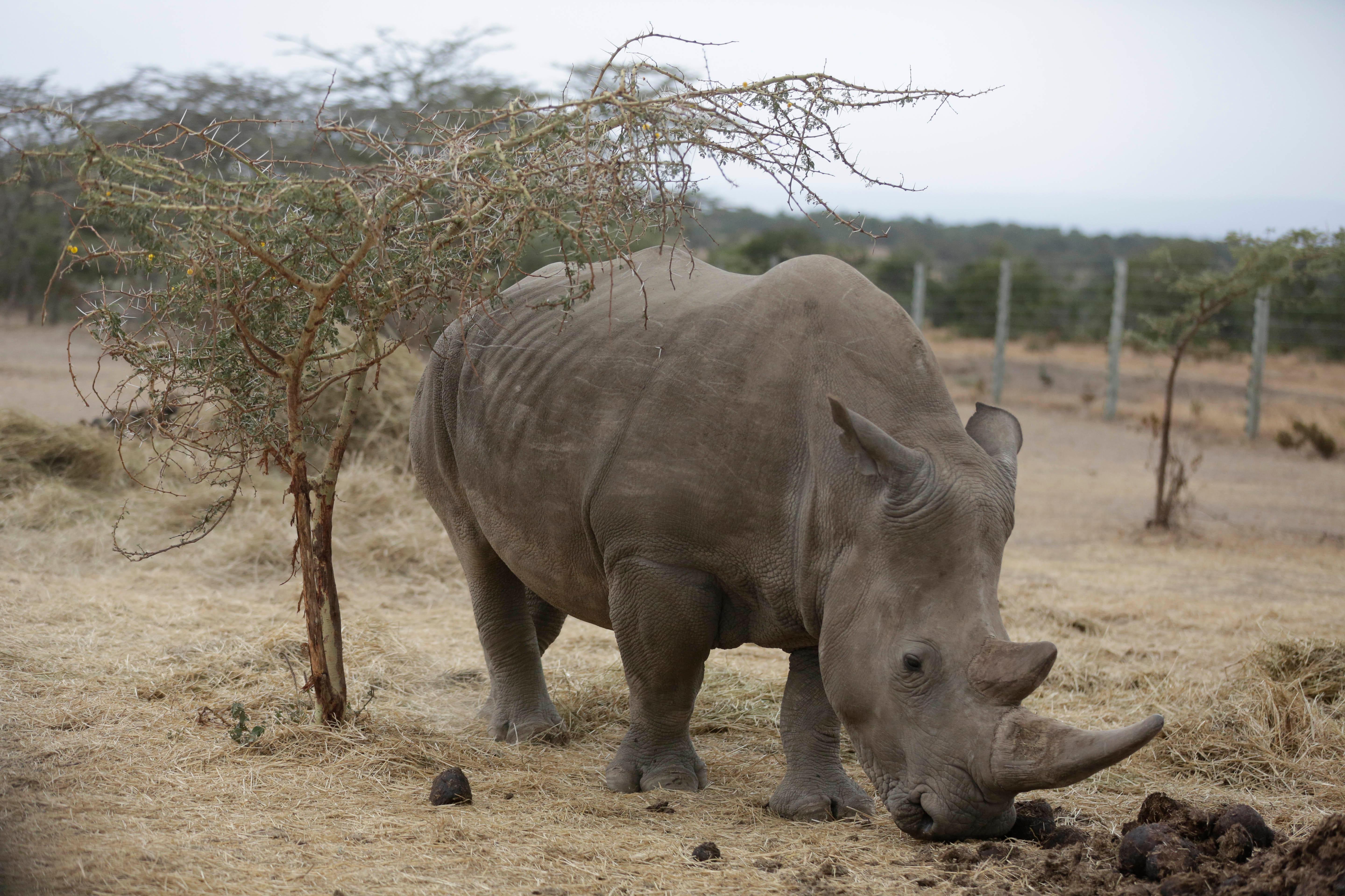 Носорог природная зона. Эласмотерии древний Сибирский носорог. Носороги парнокопытные. Носорог в Африке. Белый носорог.