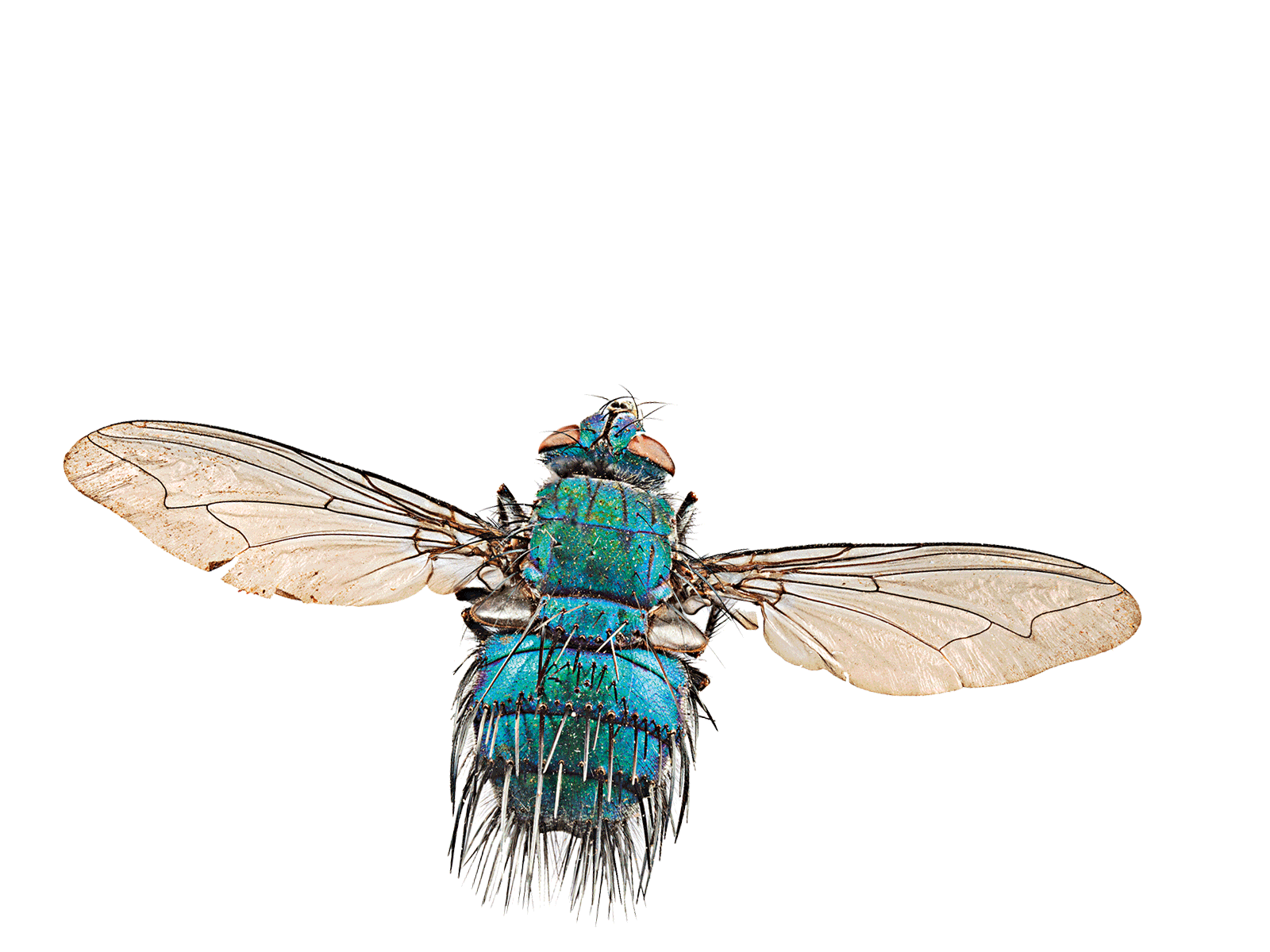 Metallic tachinid fly
