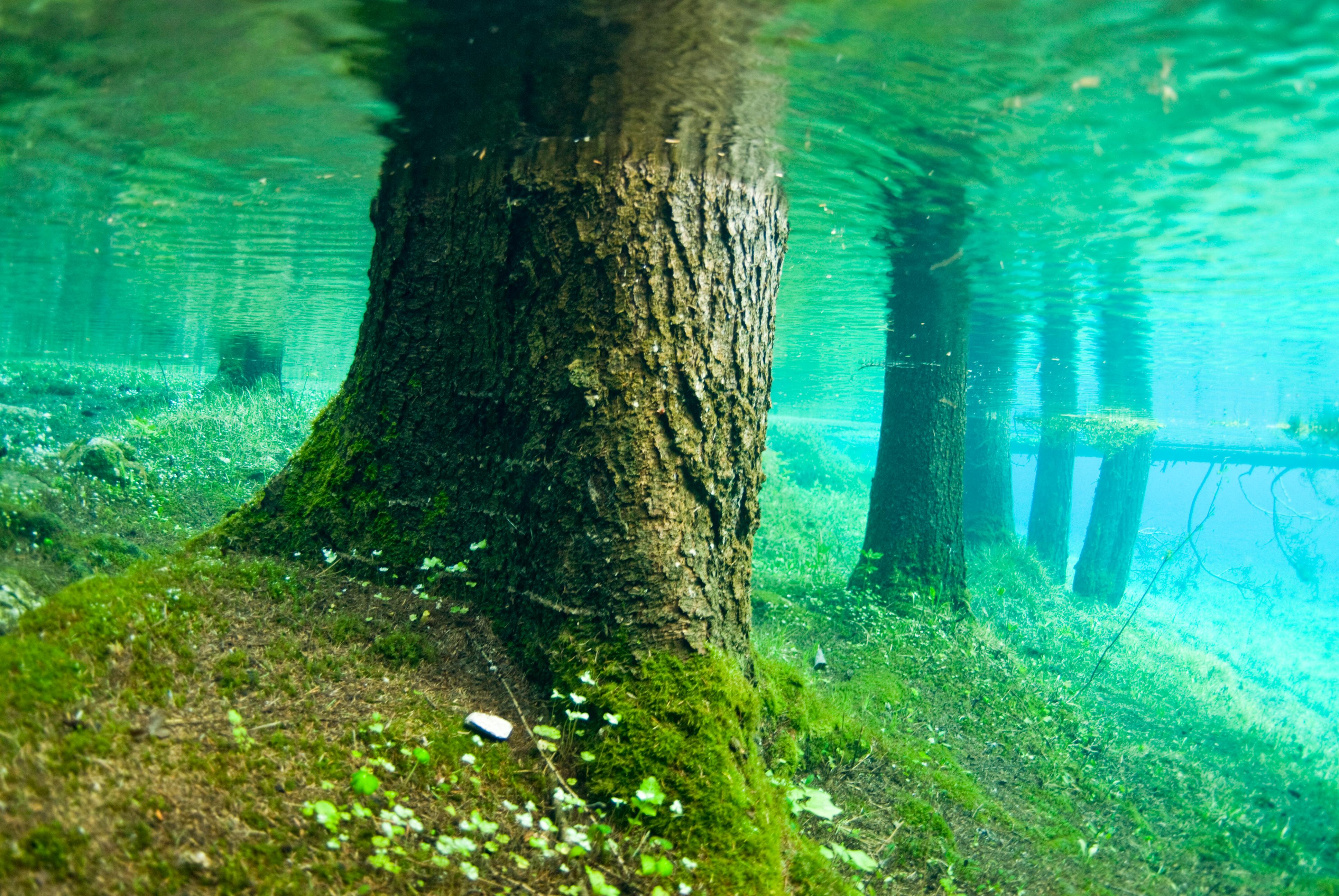 Лес затопленный водой. Австрия зеленое озеро подводный парк. Озеро Грюнер. Грюнер-зе озеро в Австрии. Парк Австралия зеленое озеро.