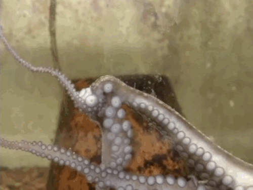 Why Don’t Octopus Suckers Stick To Their Own Skin? 