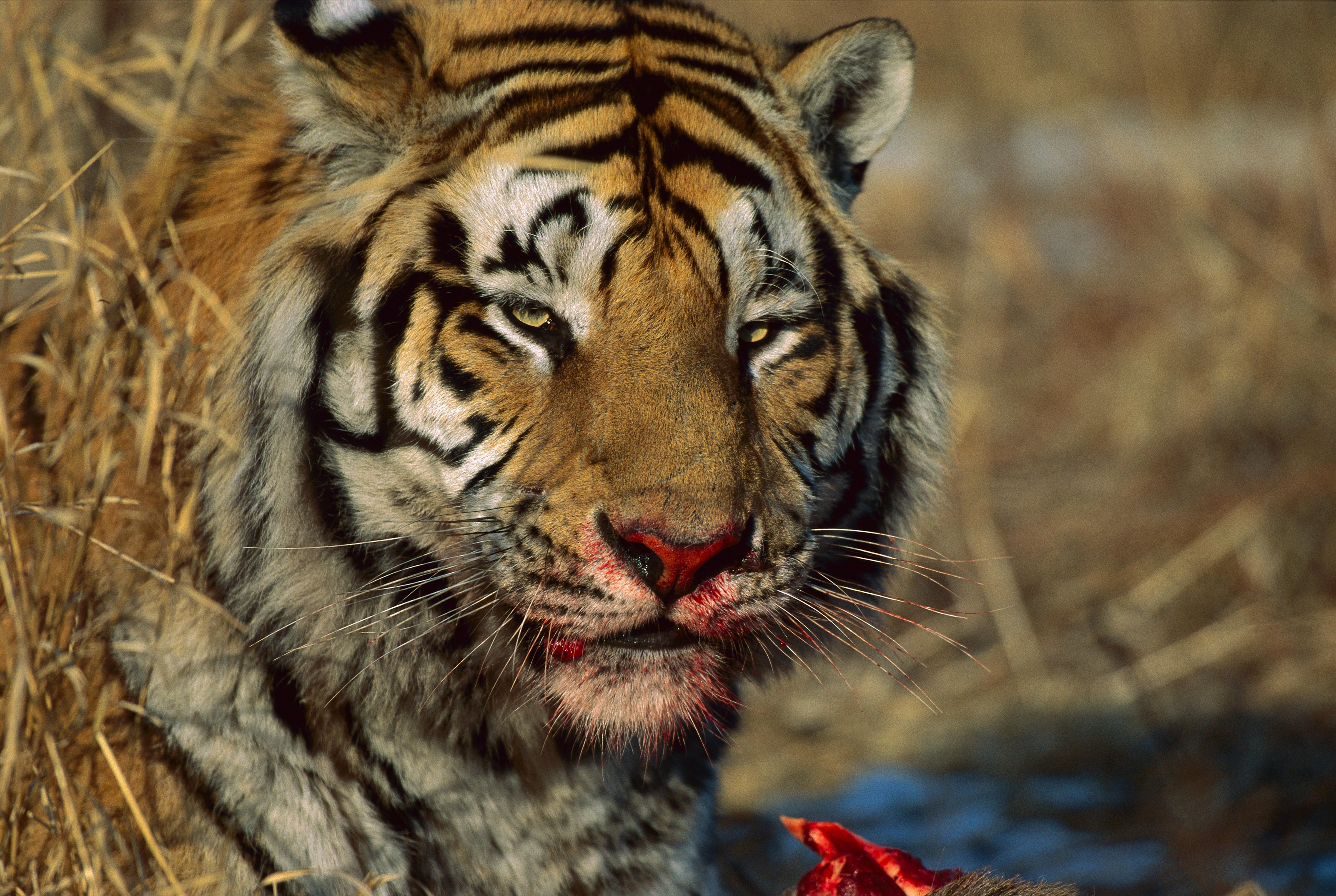 Тигр со шрамом арт