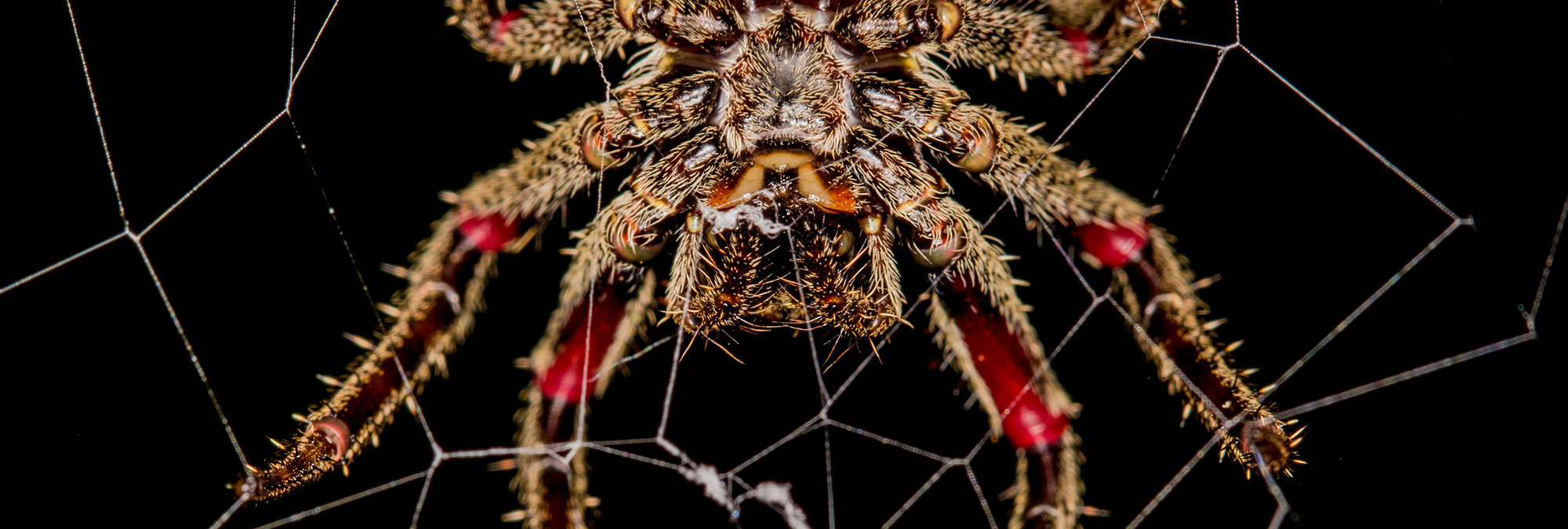 Fourteen Ways That Spiders Use Their Silk | Science | Smithsonian Magazine
