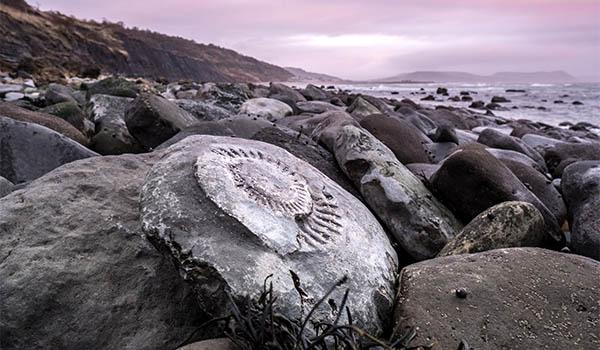 Why the Jurassic Coast Is One of the Best Fossil-Collecting Sites on Earth  | Travel | Smithsonian Magazine