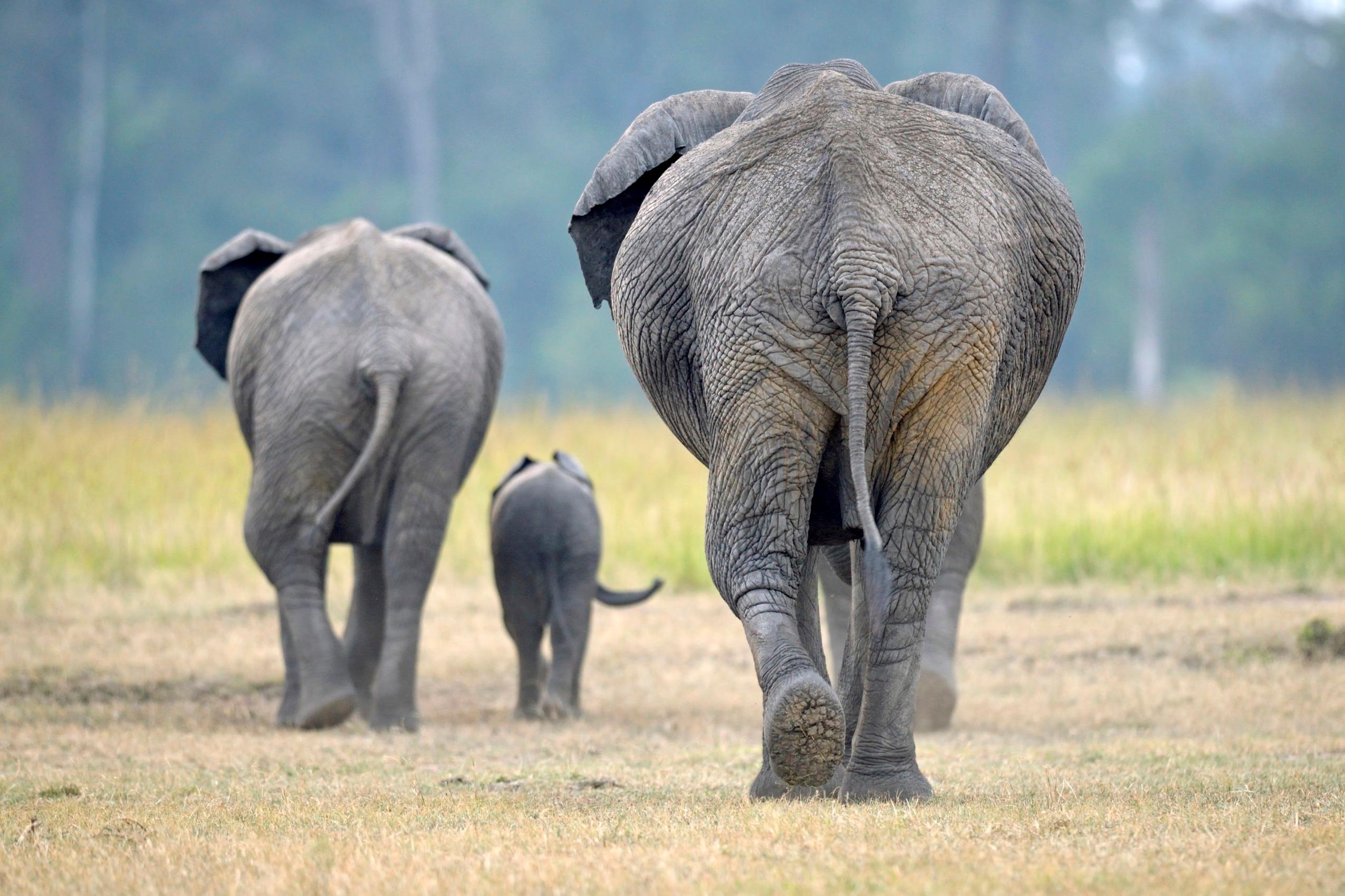 Elephant на русском языке. Слон. Семья слонов. Слоны фото. Африканский слон.
