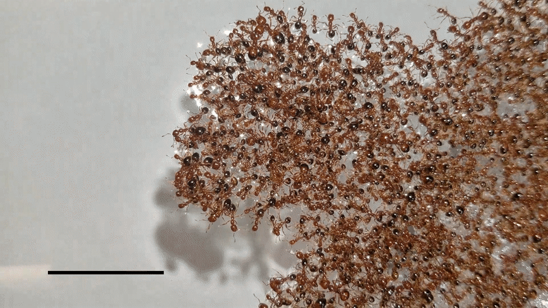 Floating Fire Ant Rafts Form Mesmerizing Amoeba-Like Shapes
