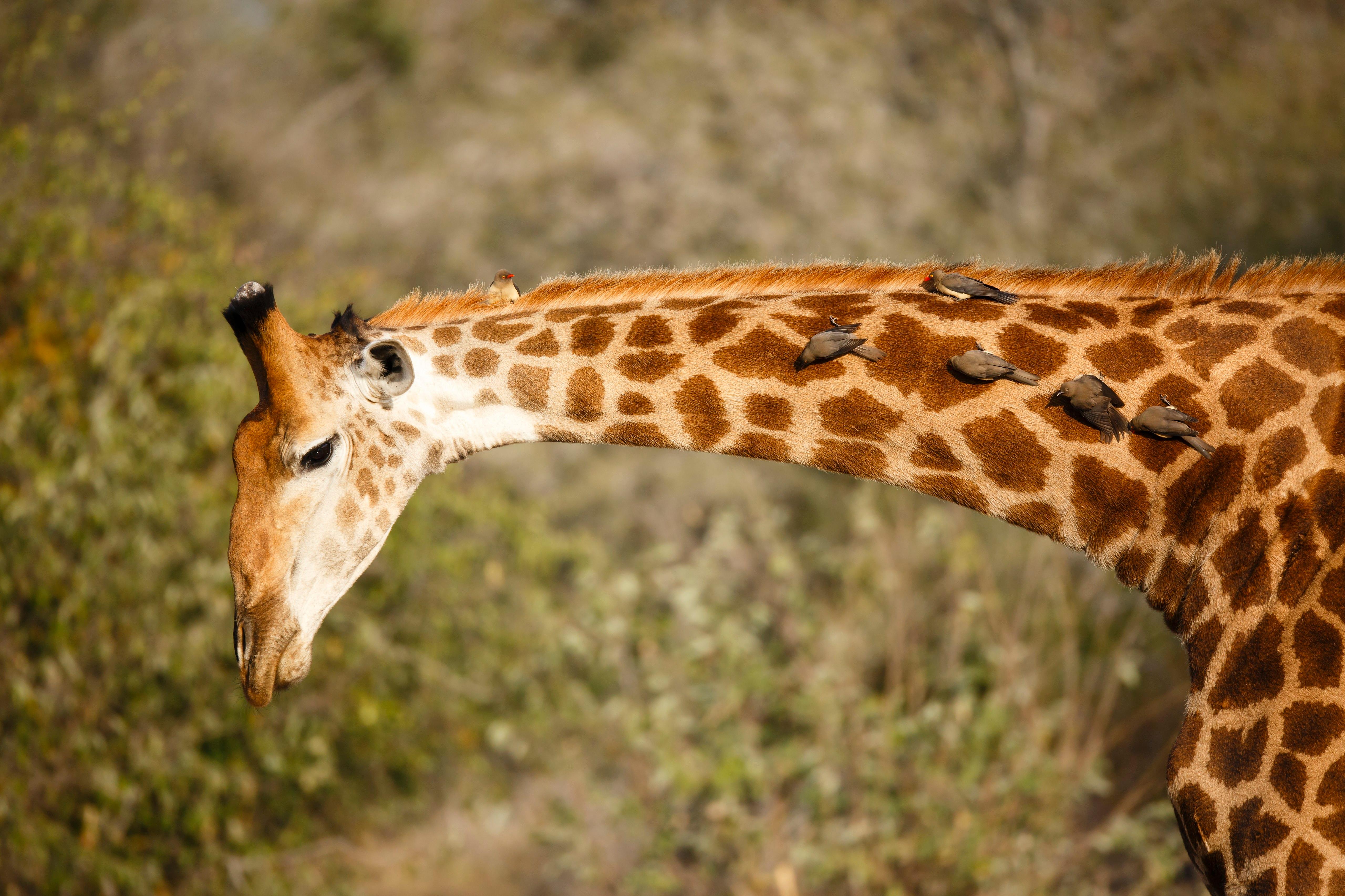 А у жирафа шея длинная