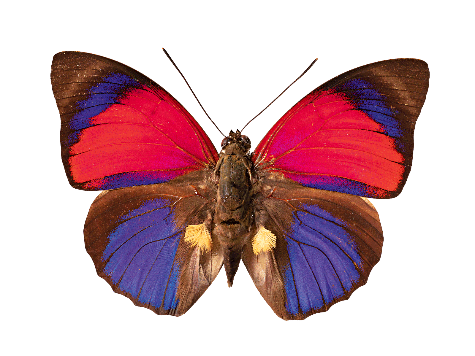 The World's Most Interesting Insects