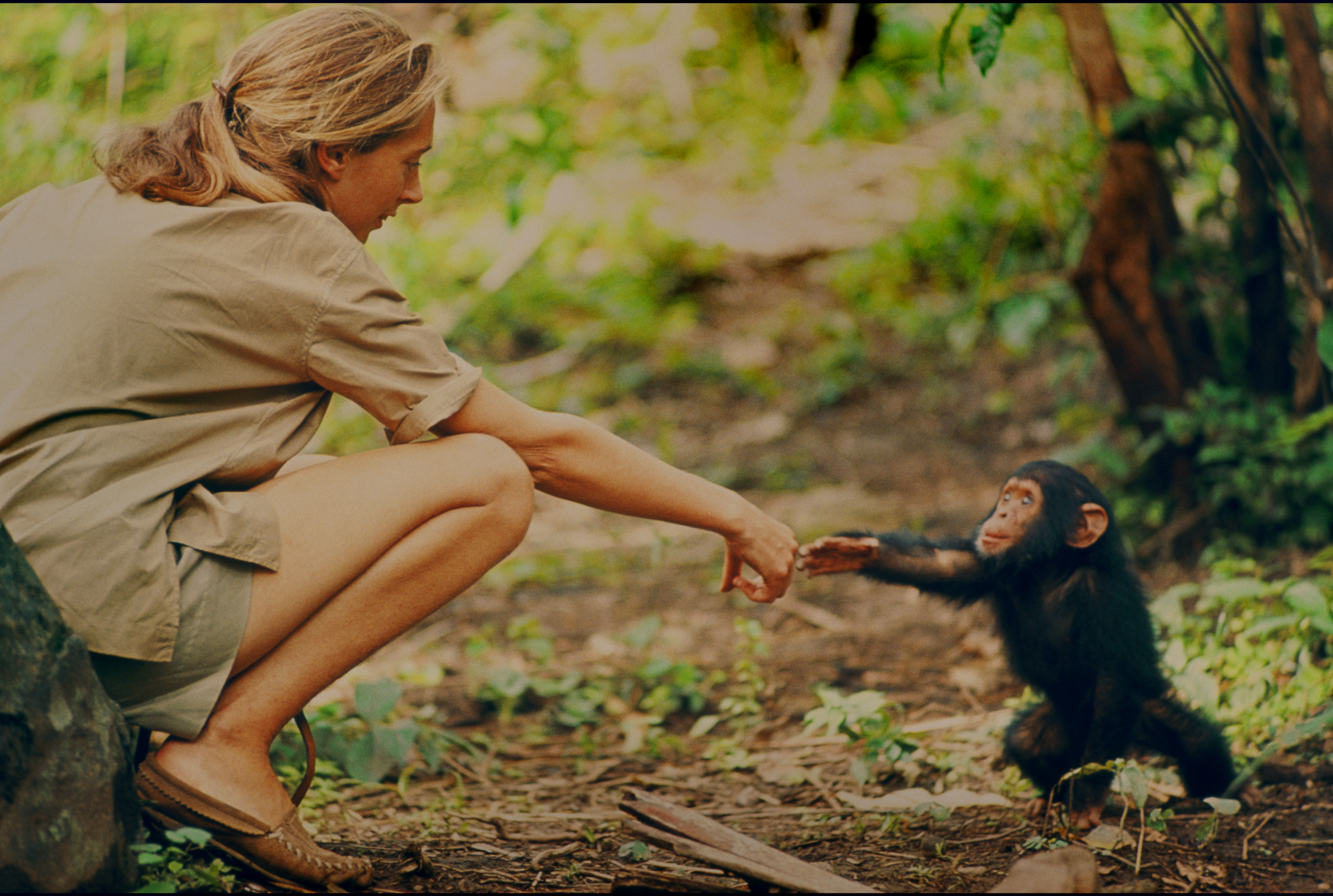 Джейн Гудолл и шимпанзе