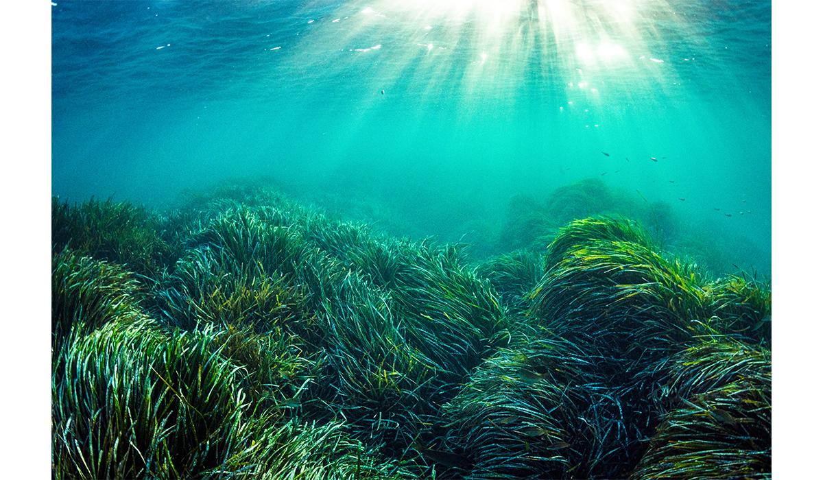 Why Seagrass Could Be the Ocean's Secret Weapon Against Climate Change |  Science | Smithsonian Magazine