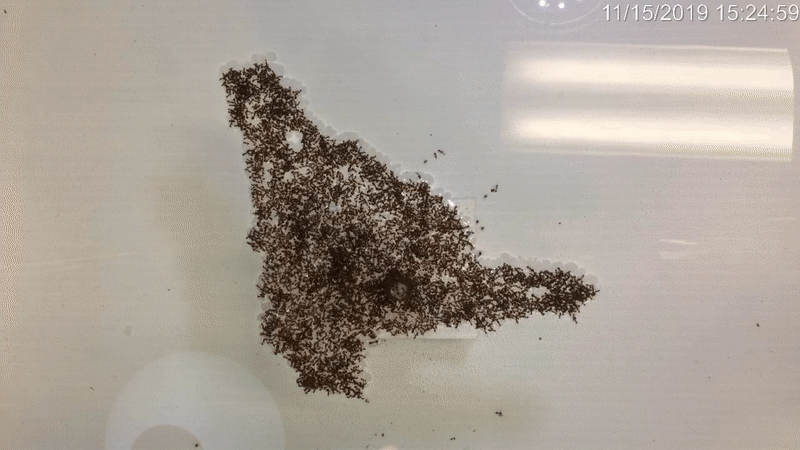 Fire ant swarm evolution