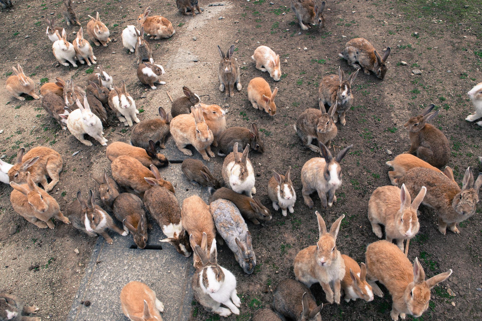 Rabbits on Ōkunoshima