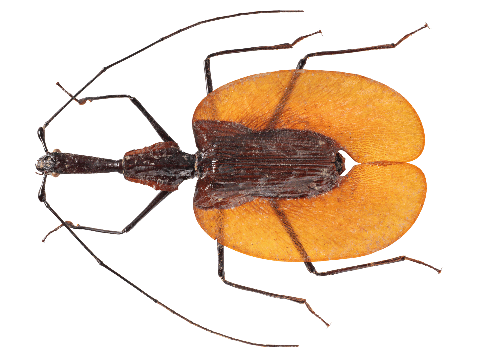 Violin beetle