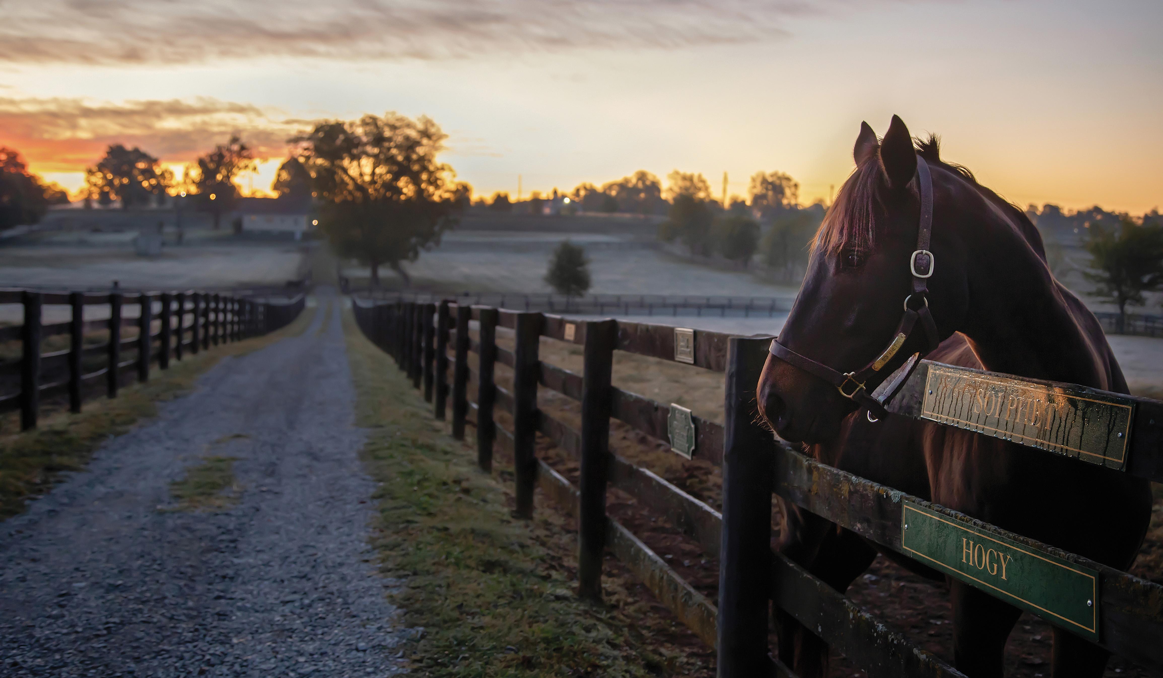 At A Kentucky Farm Champion Thoroughbreds Live Out Their Retirements 