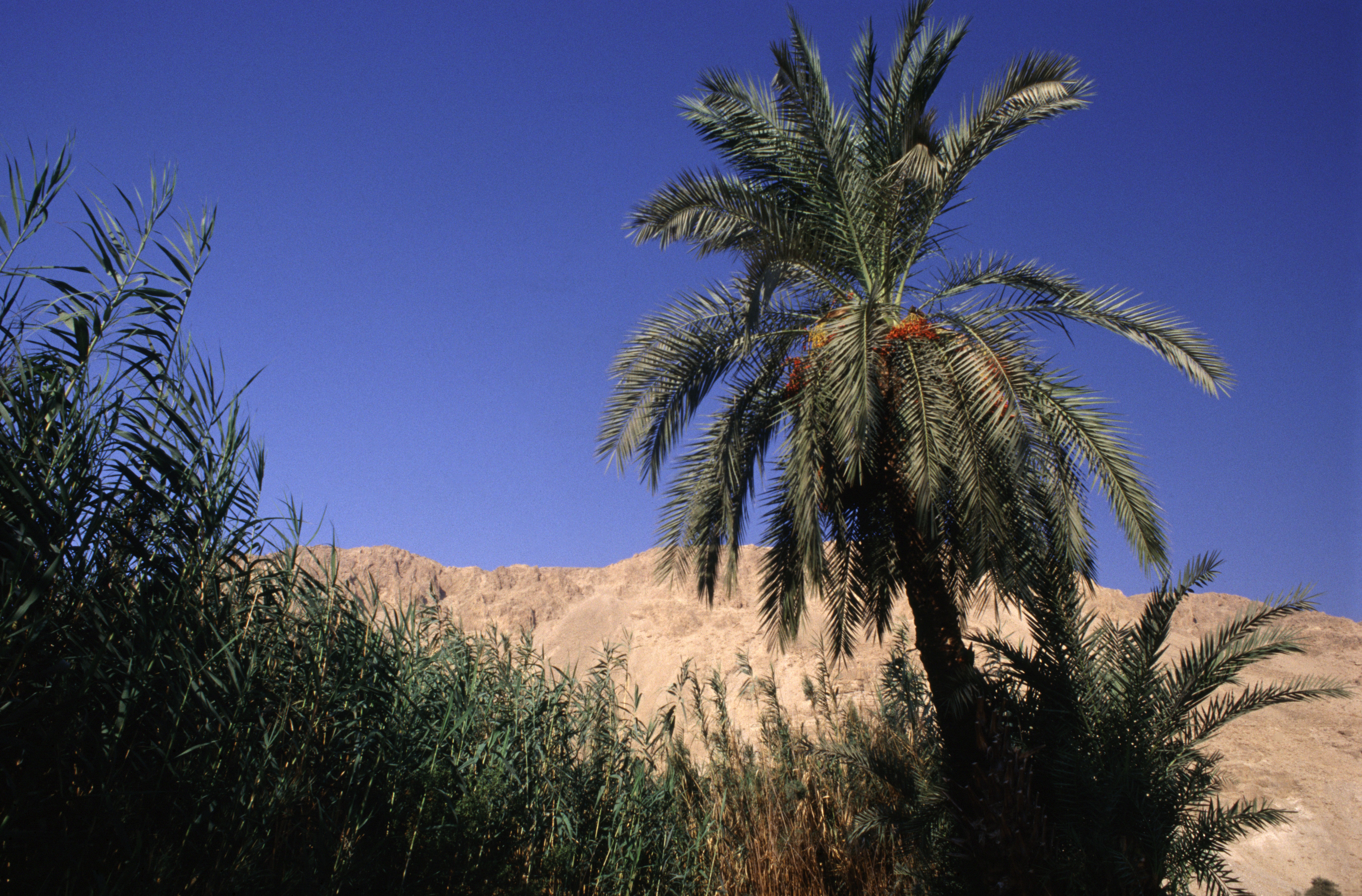 Imagen del dato curioso: Palmera de Judea resucitada de semillas milenarias
