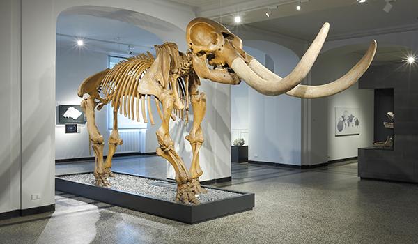 This Mastodon Is A Centerpiece Of An Art Exhibition. Why? | At The ...