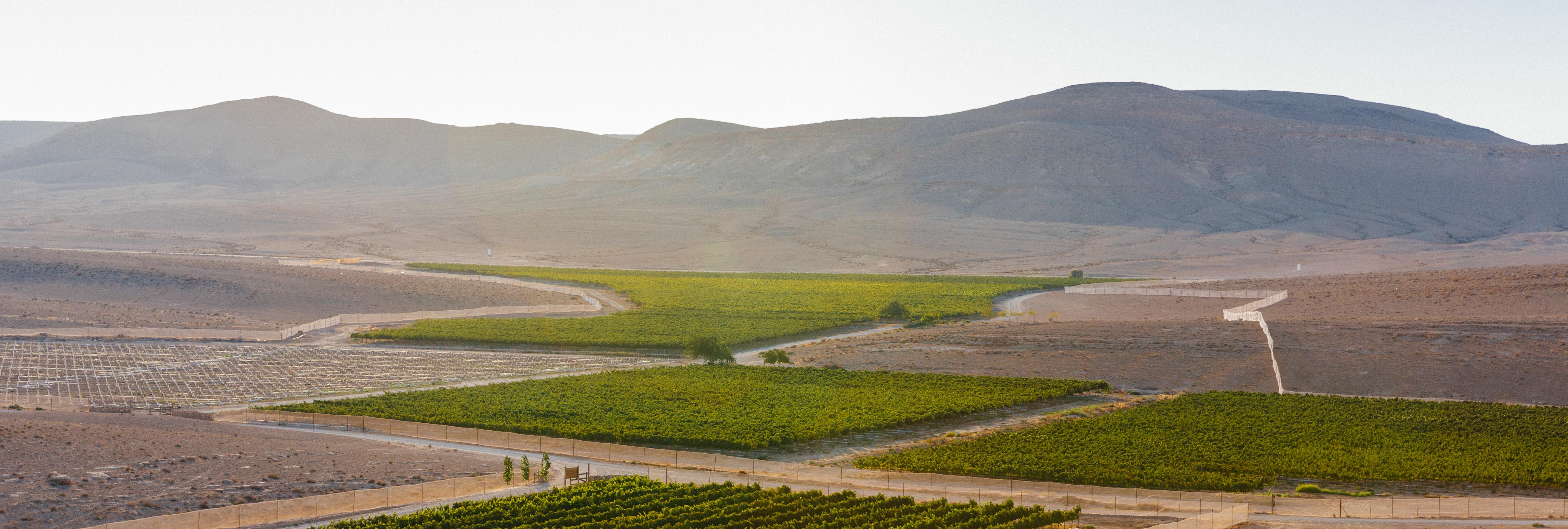 Why Wines From Israel's Negev Desert May Represent the Future of ...