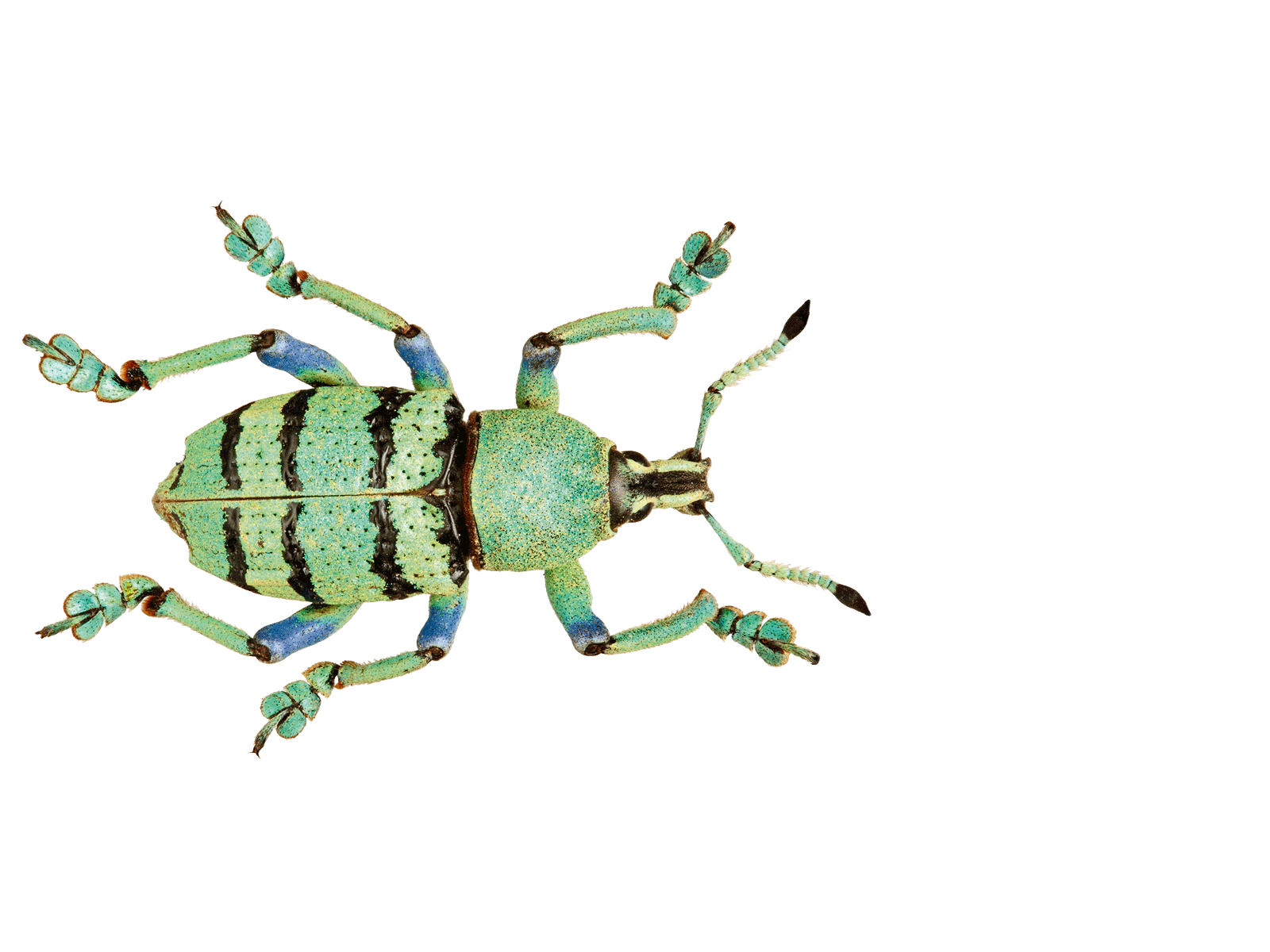 Papuan green weevil