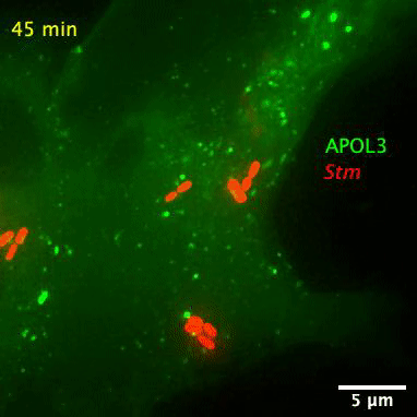 Gif Image: When Salmonella (red) invades a cell, APOL3 (green) gloms on to the bacterium’s surface and breaks it apart. 