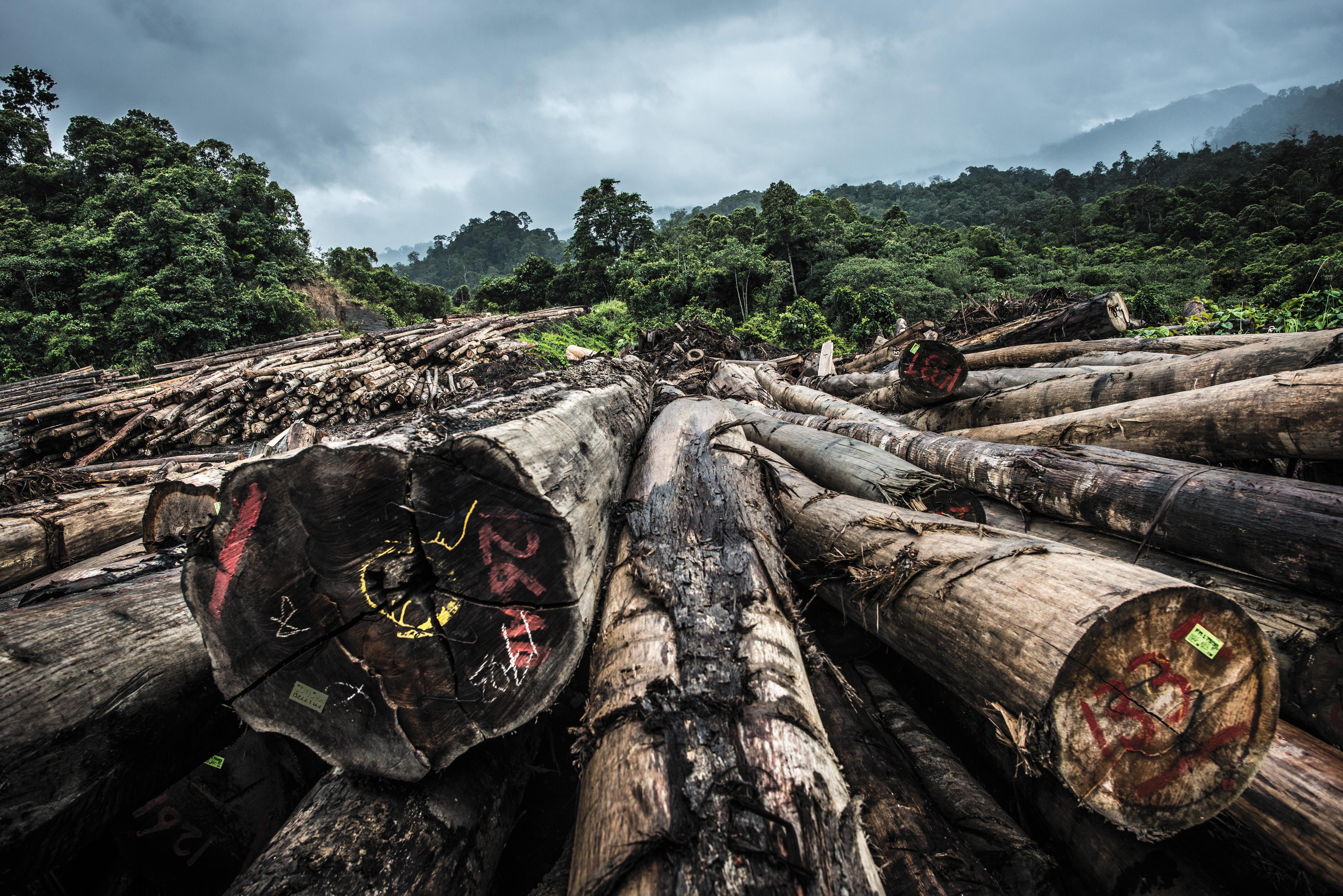 Последствия исчезновения тропических лесов