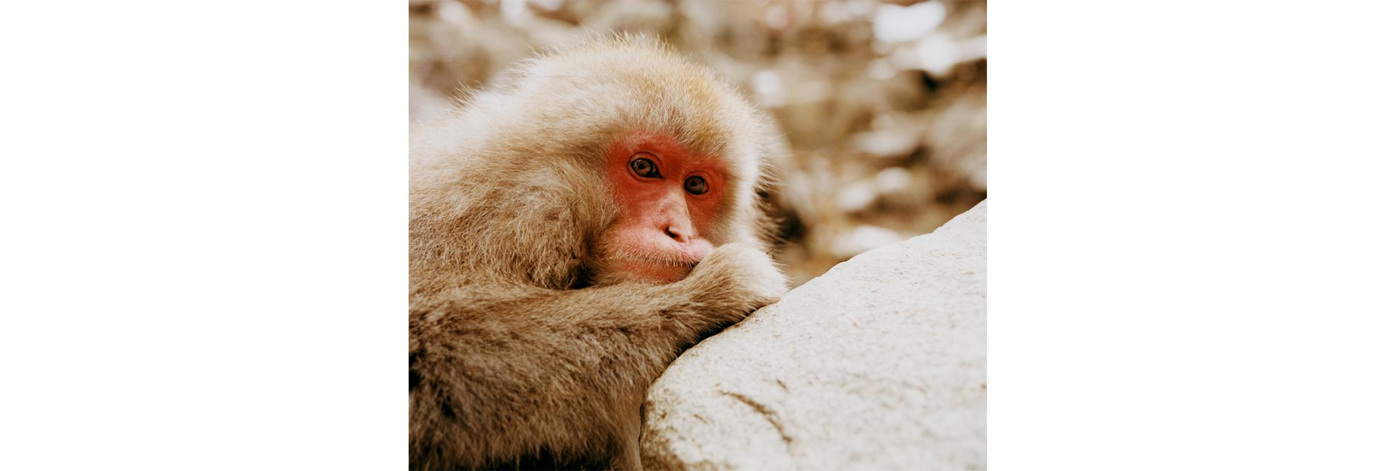 What Japan's Wild Snow Monkeys Can Teach Us About Animal Culture | Science  | Smithsonian Magazine