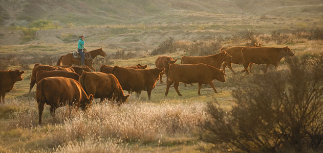 Breeding Women On A Ranch