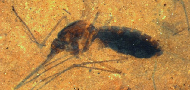 A Fossilized Blood-Engorged Mosquito Is Found For the First Time Ever | Science - Vimarsana News