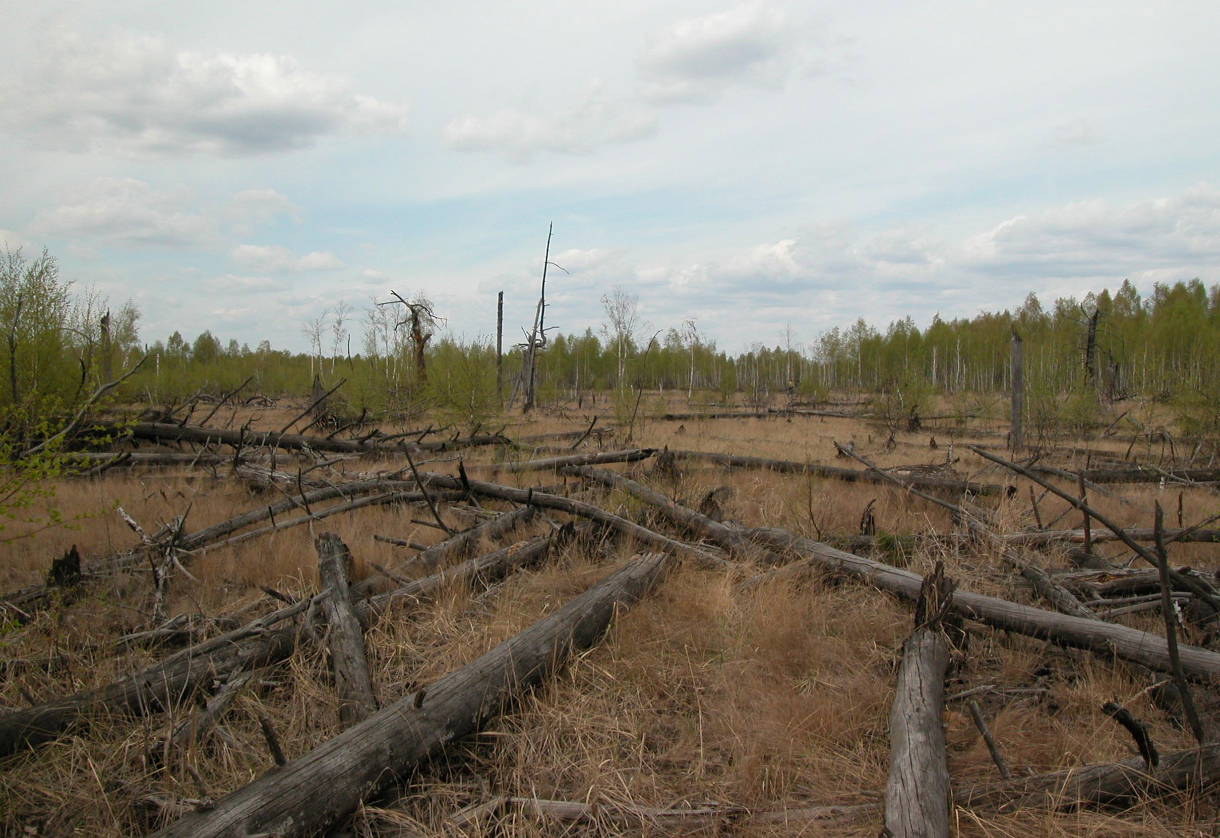 Земля потерпит. Рыжий лес Чернобыль. Радиоактивный лес Чернобыль. Рыжий лес Припять 1986. Рыжий лес в Чернобыле 2021.
