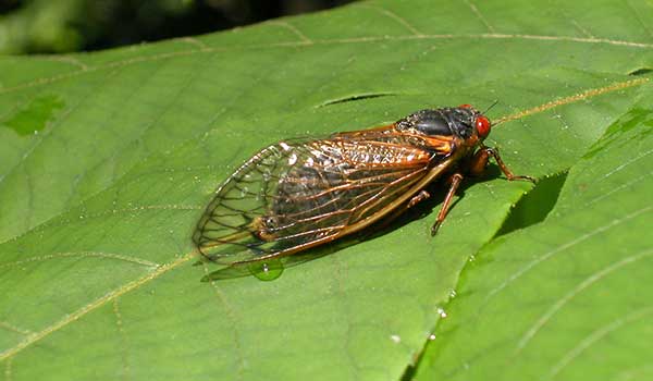 14 Fun Facts About Cicadas | Science | Smithsonian Magazine