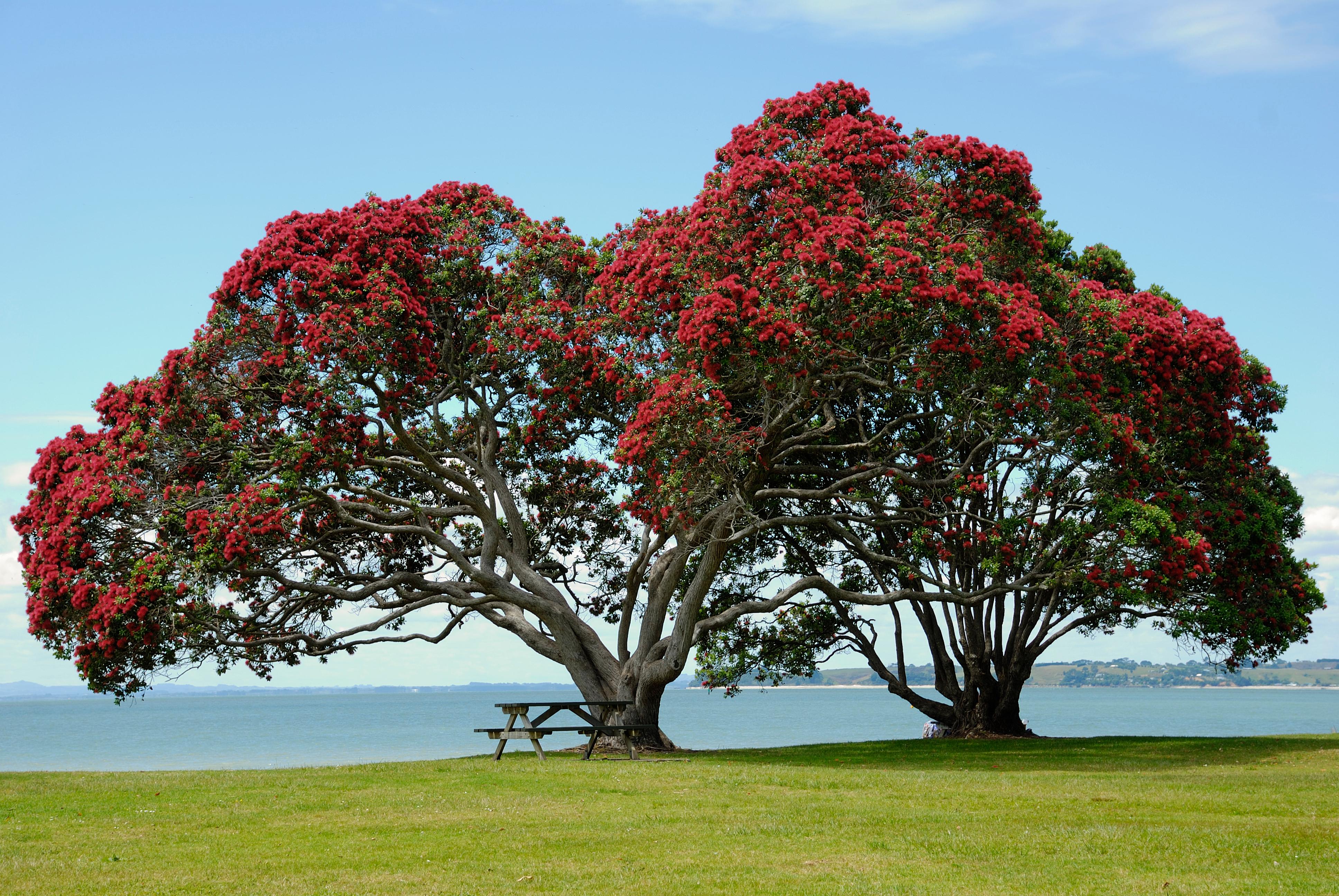 Cost Of Mature Tree