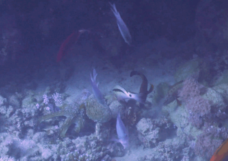 A gif of an octopus camouflaged in rock and vegetation bopping a fish swimming past