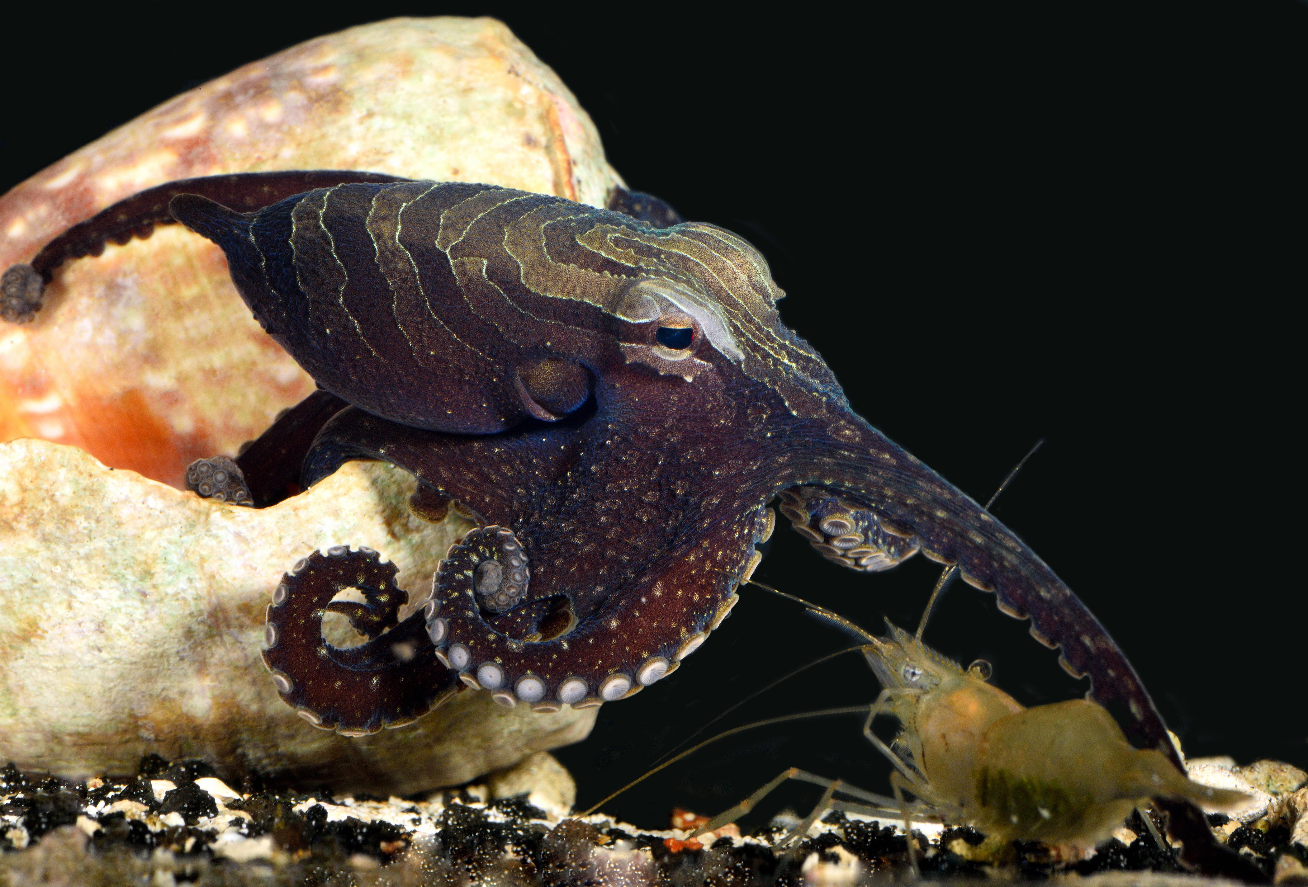 Большой Тихоокеанский полосатый осьминог