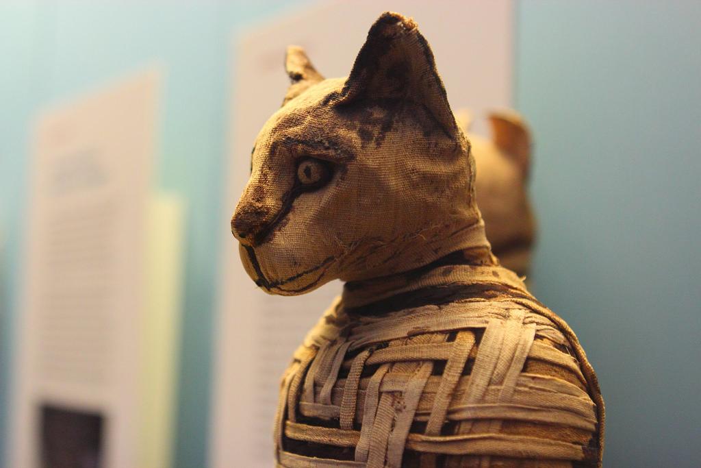 New DNA Analysis Shows How Cats Spread Around the World | Smart News - Vimarsana News