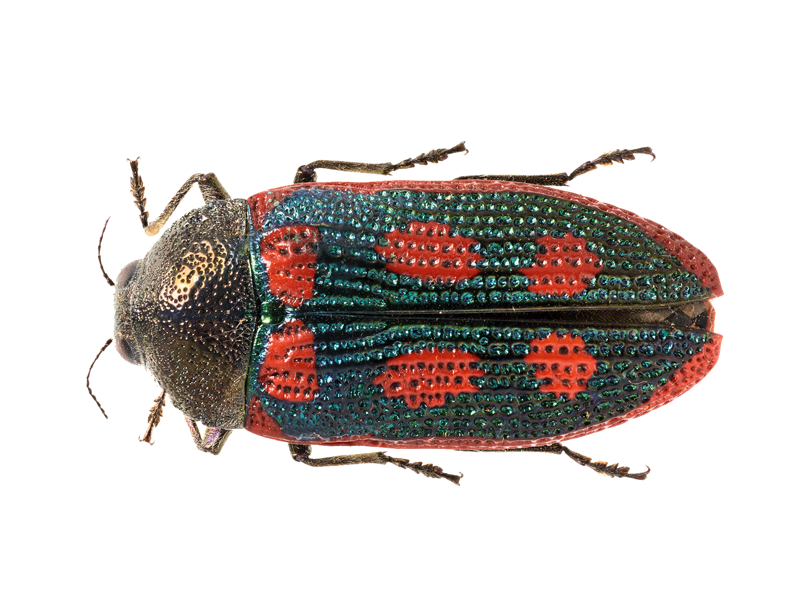 Red spotted jewel beetle