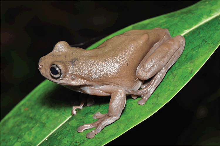 The find suggests that the two frog species diverged 5.3 to 2.6 million years ago during the Pliocene Epoch, before Australia and New Guinea were separated by water, causing the two species to become distinct from one another.

