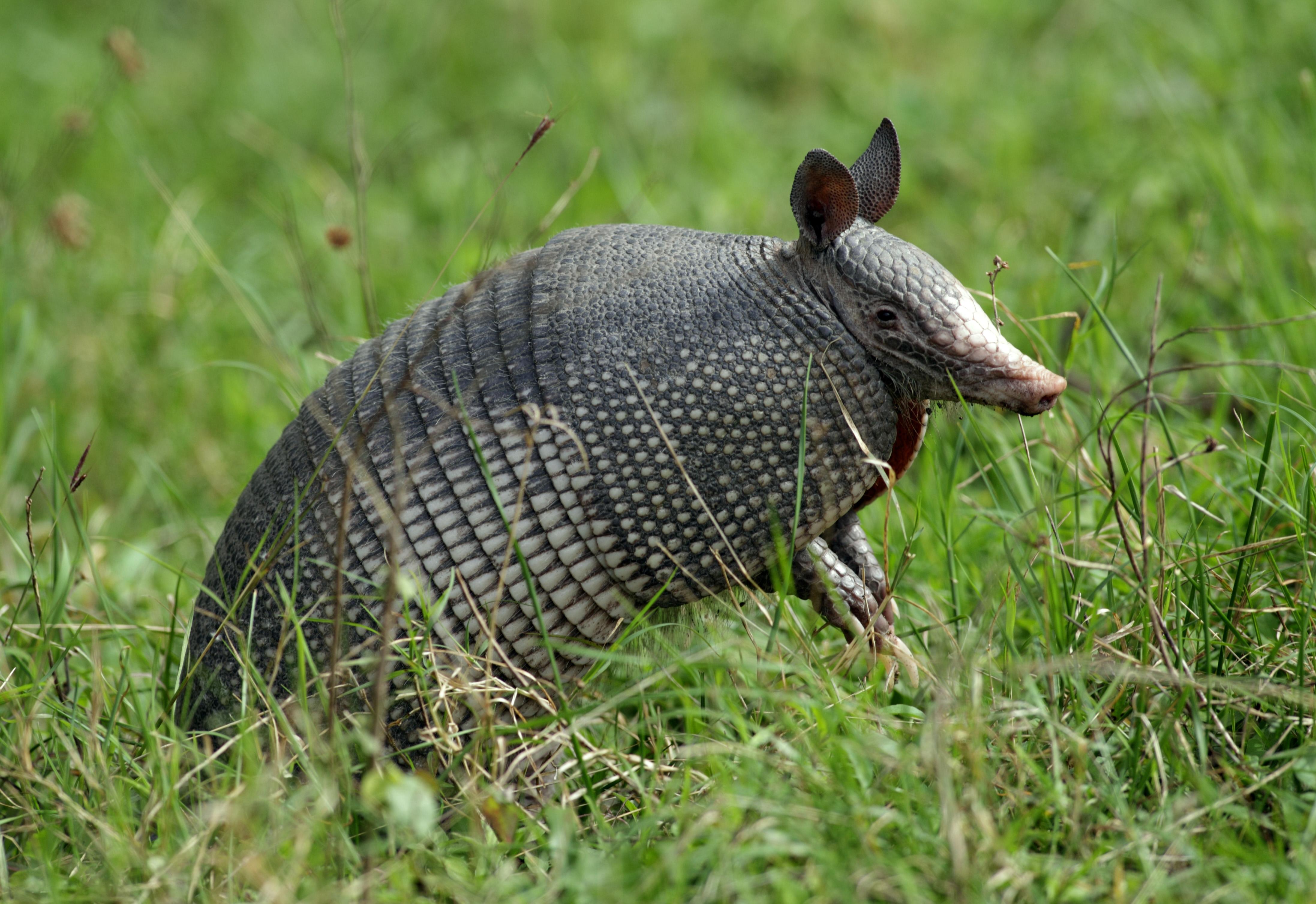 Броненосец фото. Девятипоясный броненосец. Армадилло Жук. Nine-Banded Armadillo. Жук броненосец гигантский.