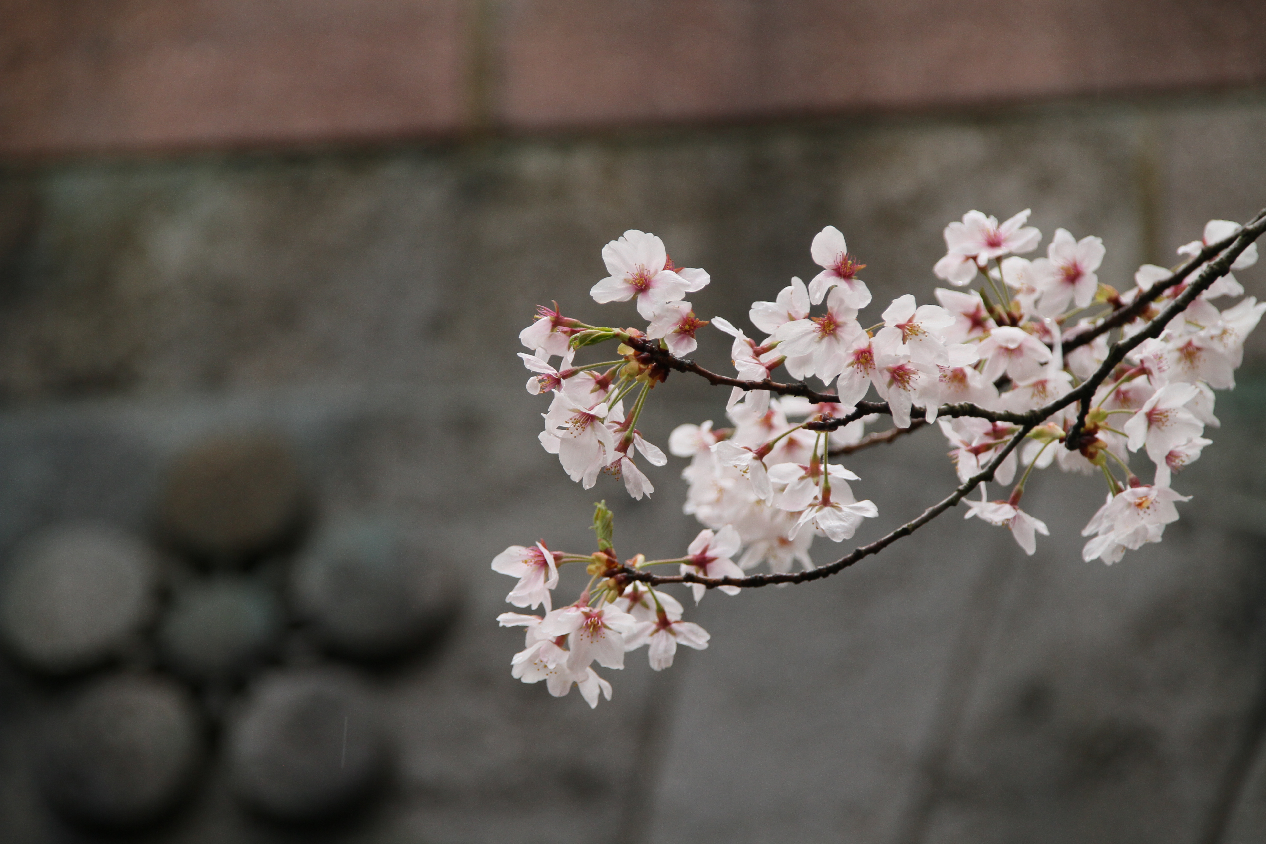 Japanese Cherry Blossom Spring Merch