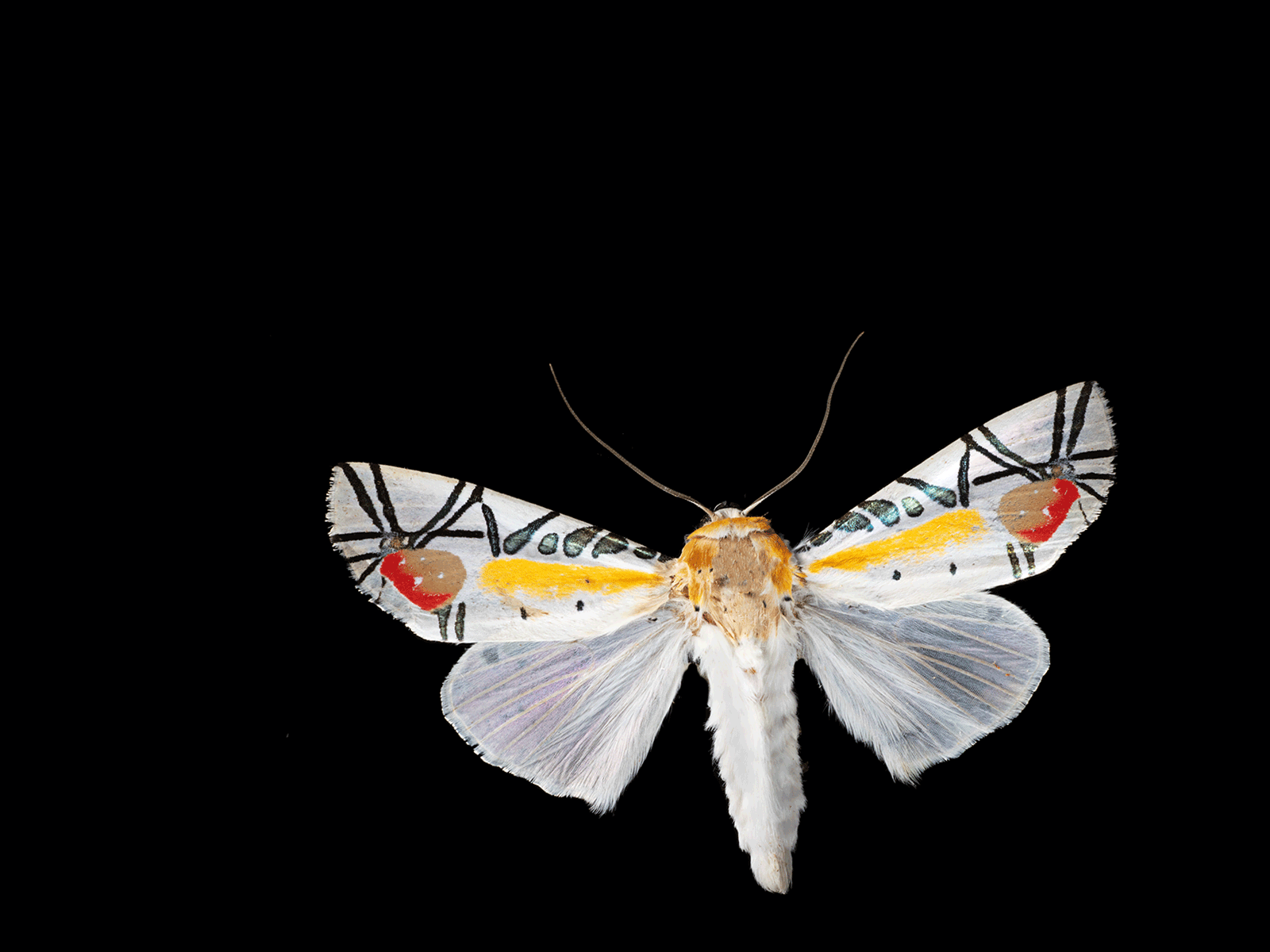Picasso moth
