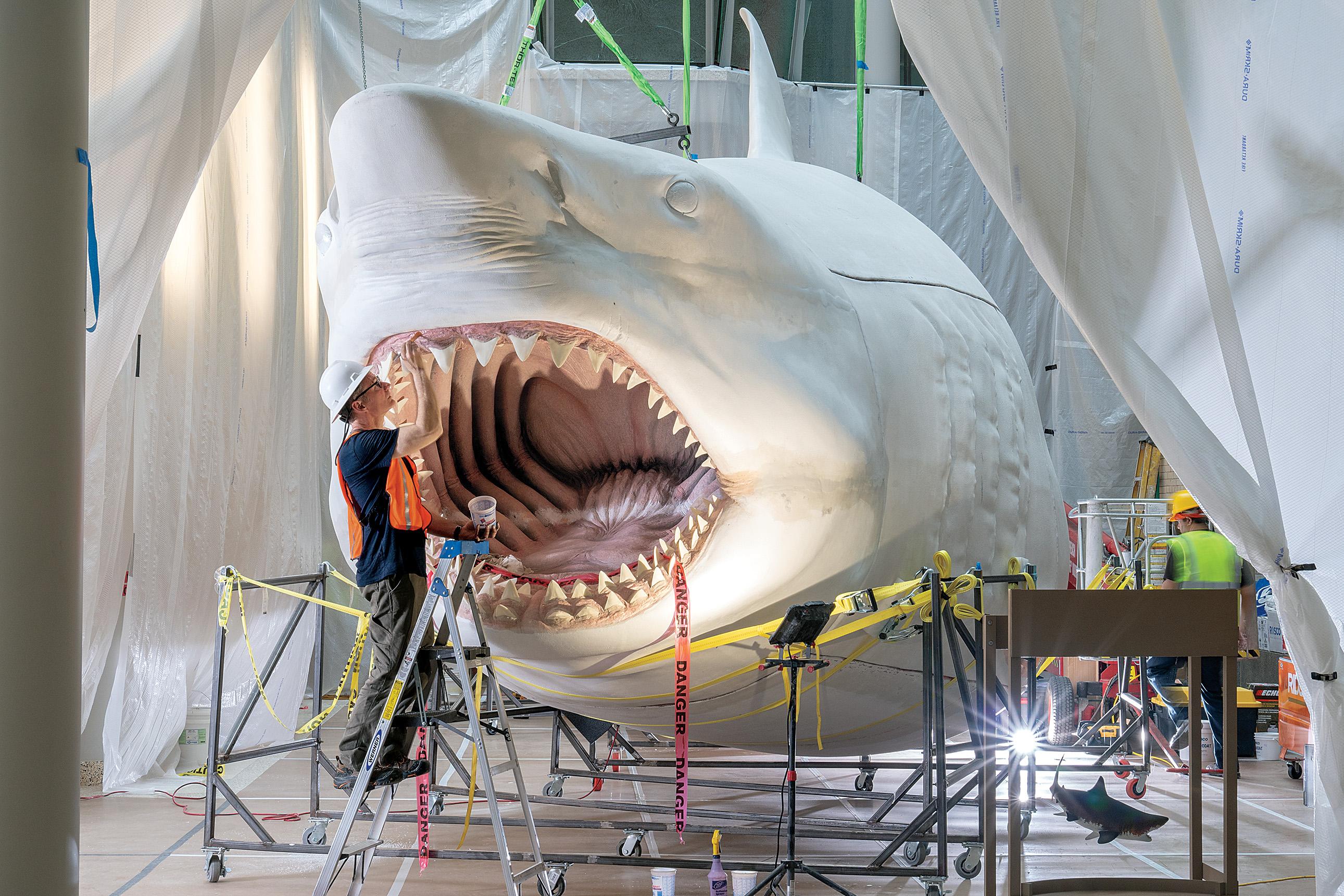 Самая большая пасть. Кархародон МЕГАЛОДОН зубы. Самая большая акула в мире МЕГАЛОДОН. Кархародон МЕГАЛОДОН скелет. Скелет МЕГАЛОДОНА В музее.