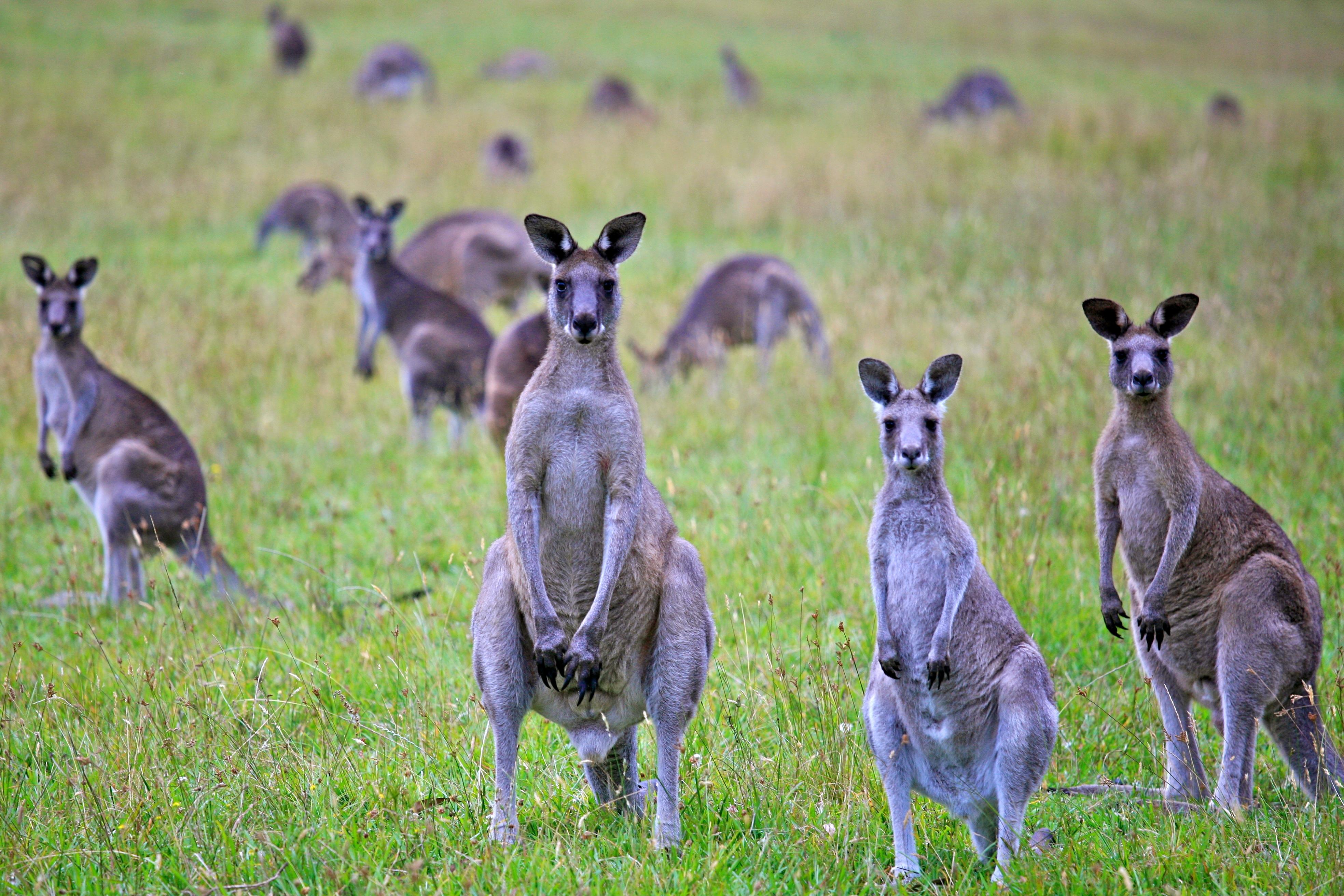 Kangaroo