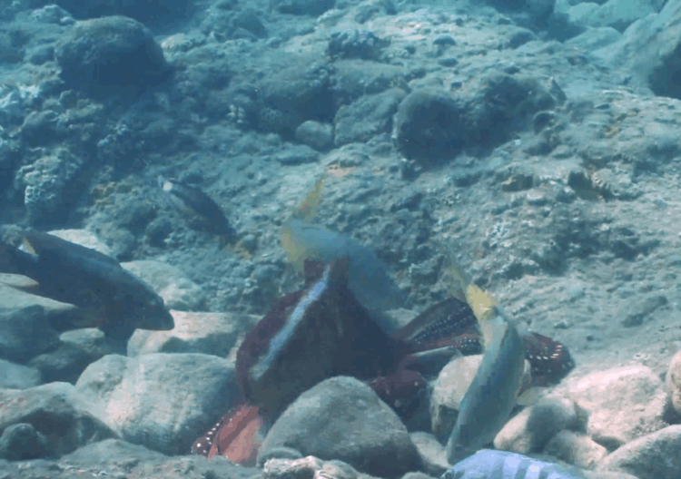 A gif of an octopus among rocks in the bottom left emerging to suckerpunch a fish as it passes by