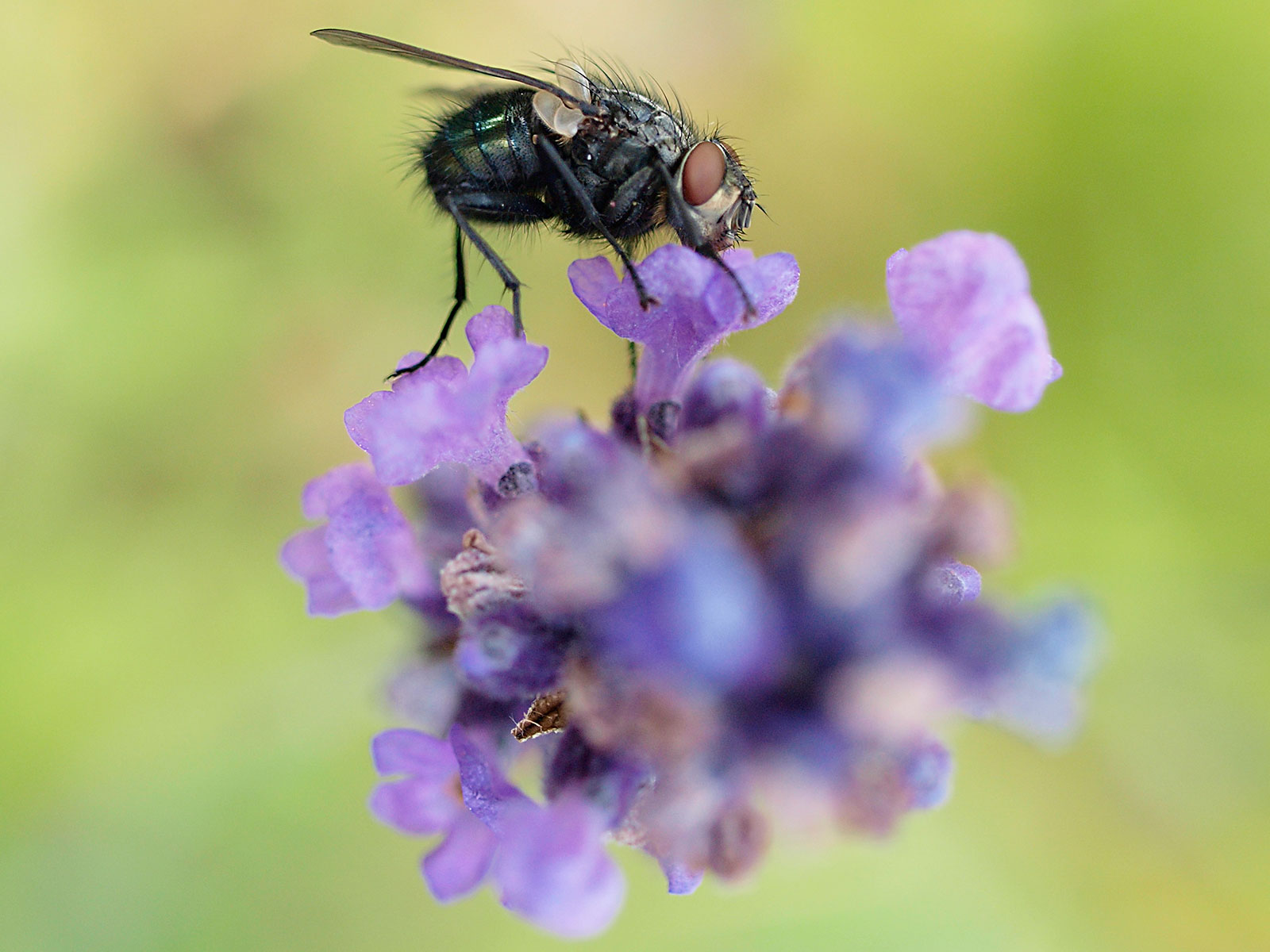 Tornado Alley (PROG) How Much Do Flies Help With Pollination?...